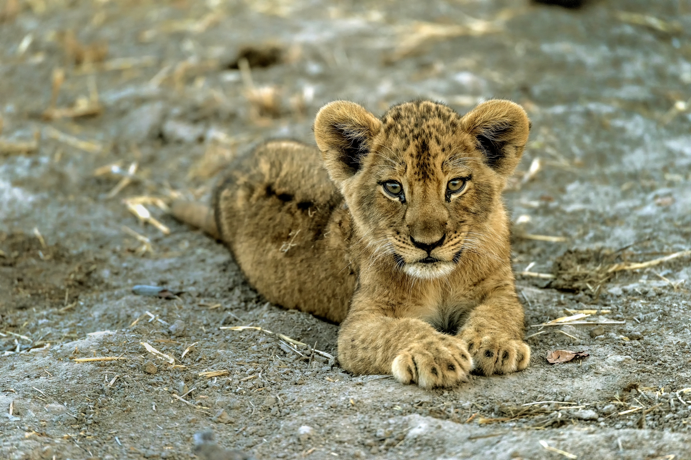 Zambia 2015 - Cucciolo