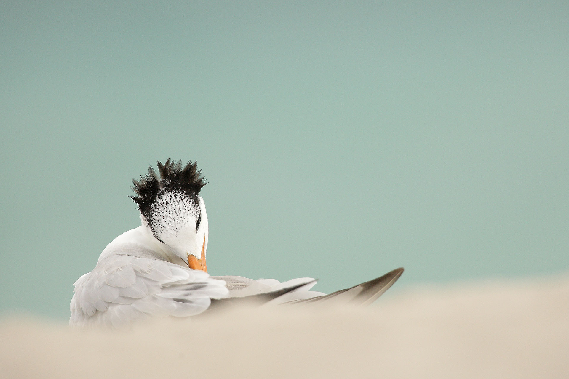 Royal Tern