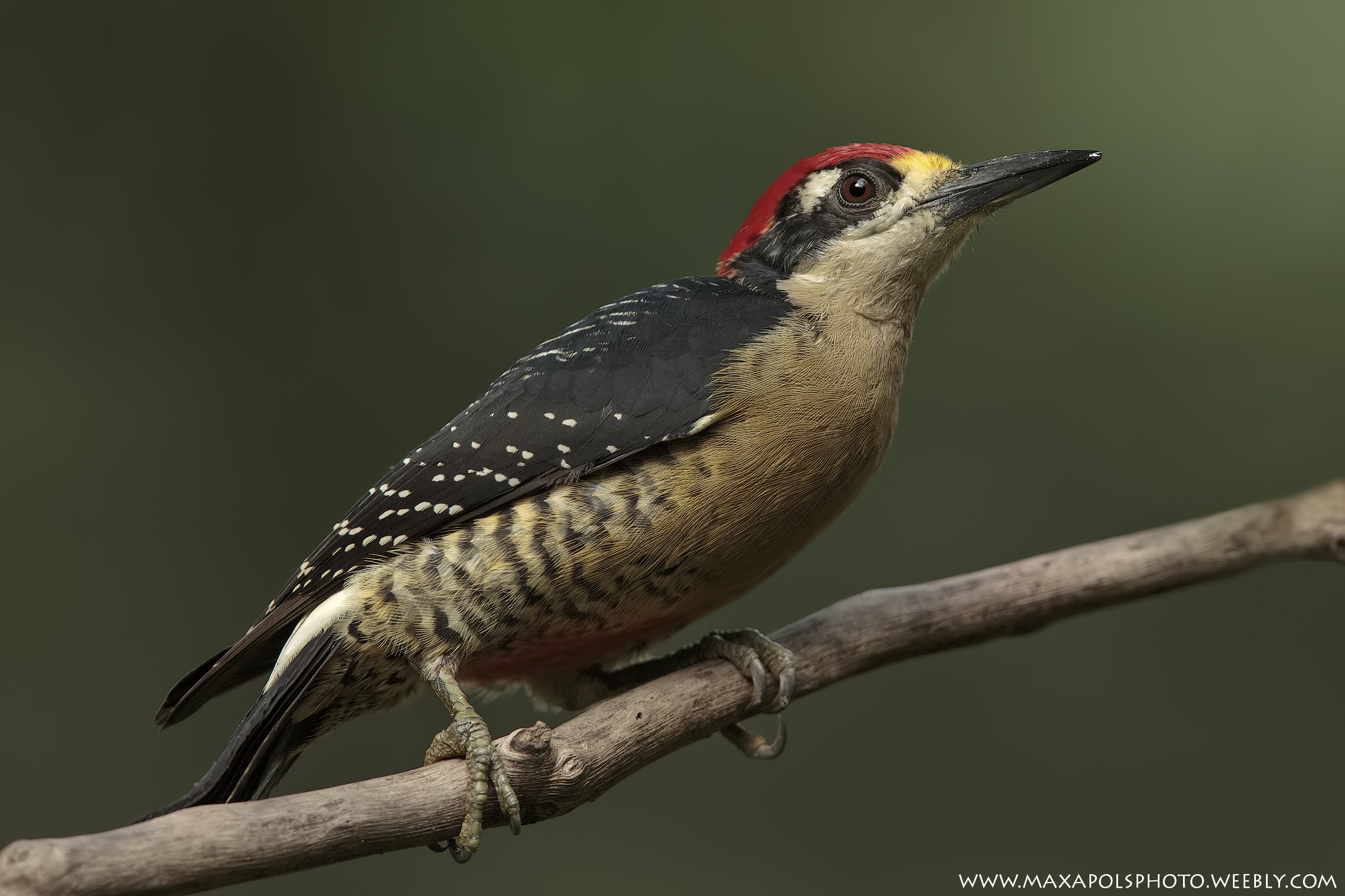 picchio guancenere..