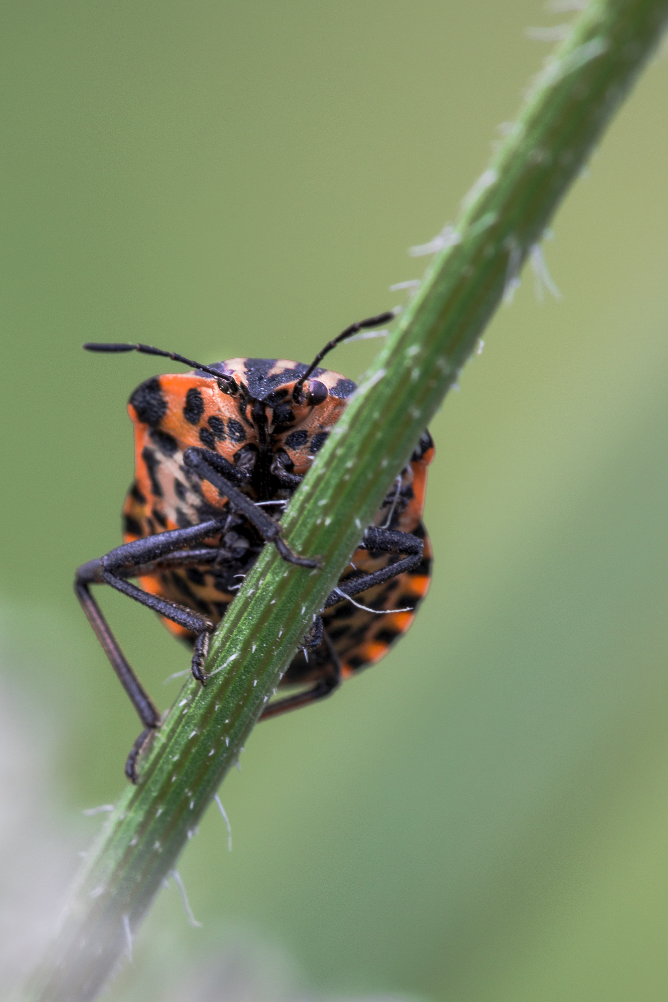 Pyrrhocoris apterus