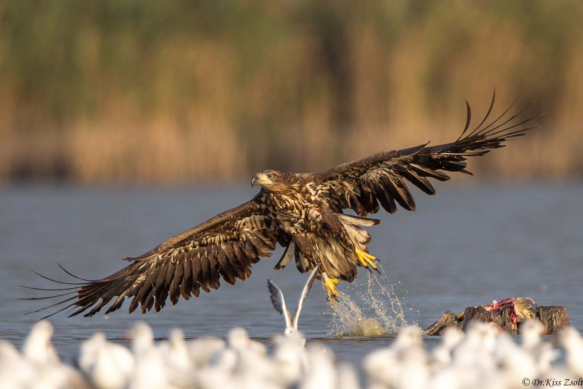 Minorenni aquila dalla coda bianca