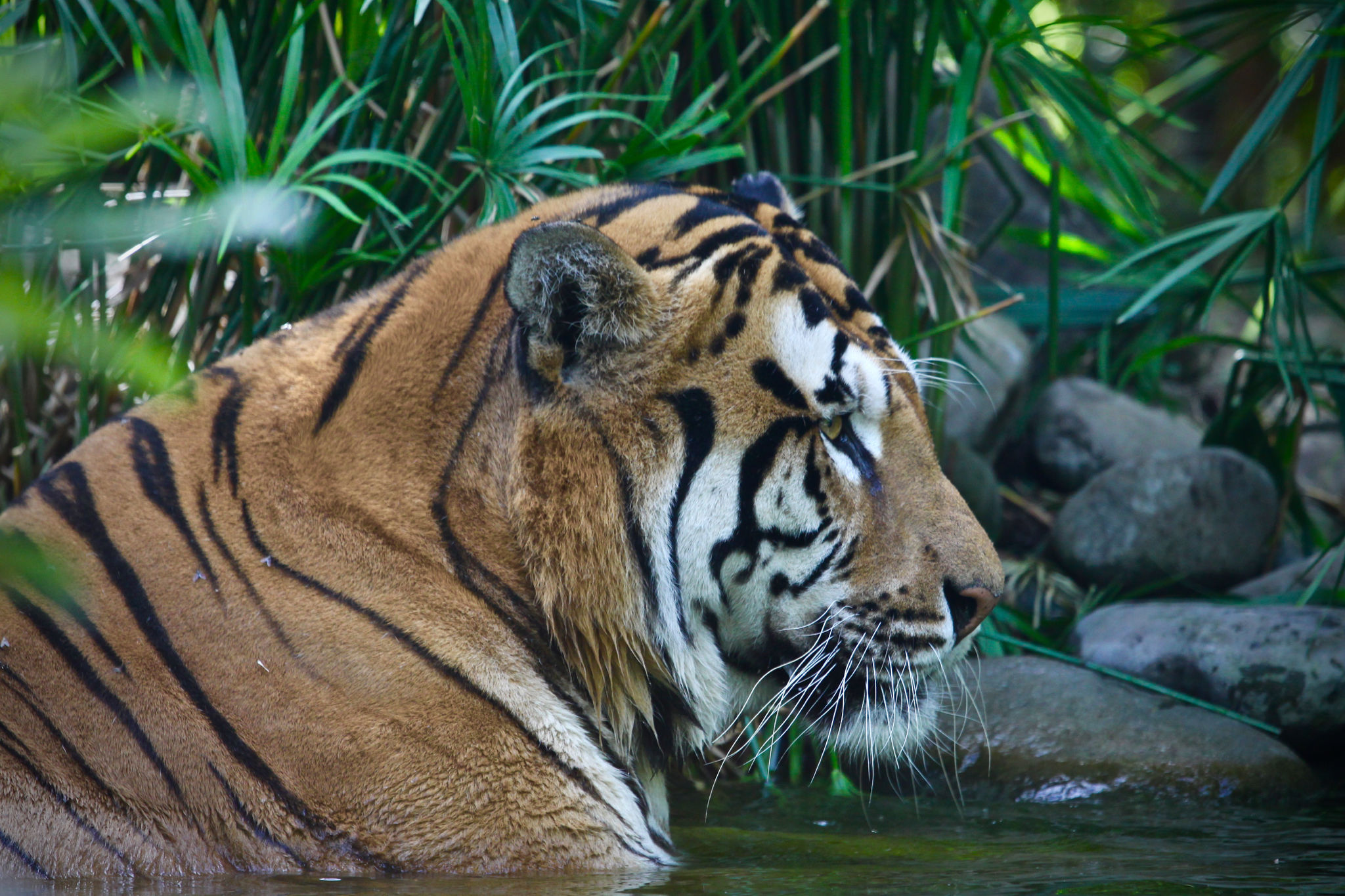 Tiger through water!
