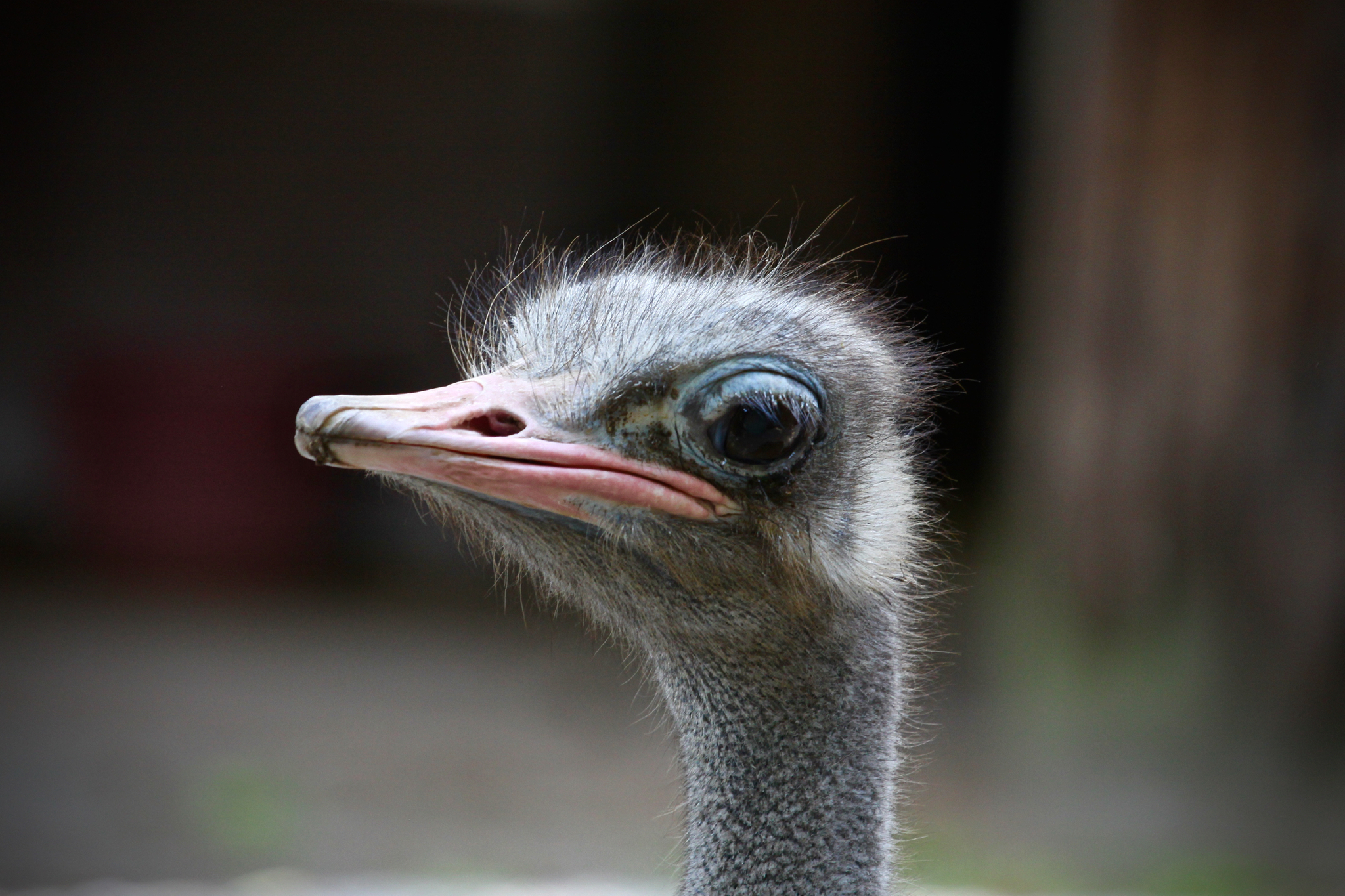 Ostrich face !!
