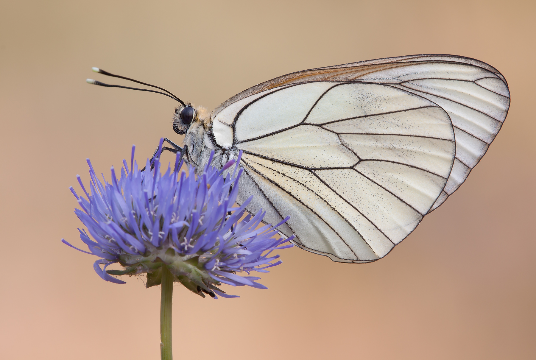 Female of Aporia