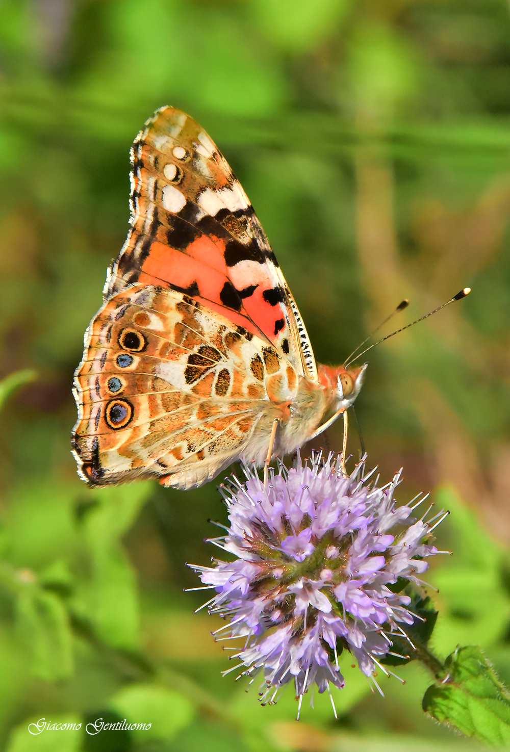vanessa cardui