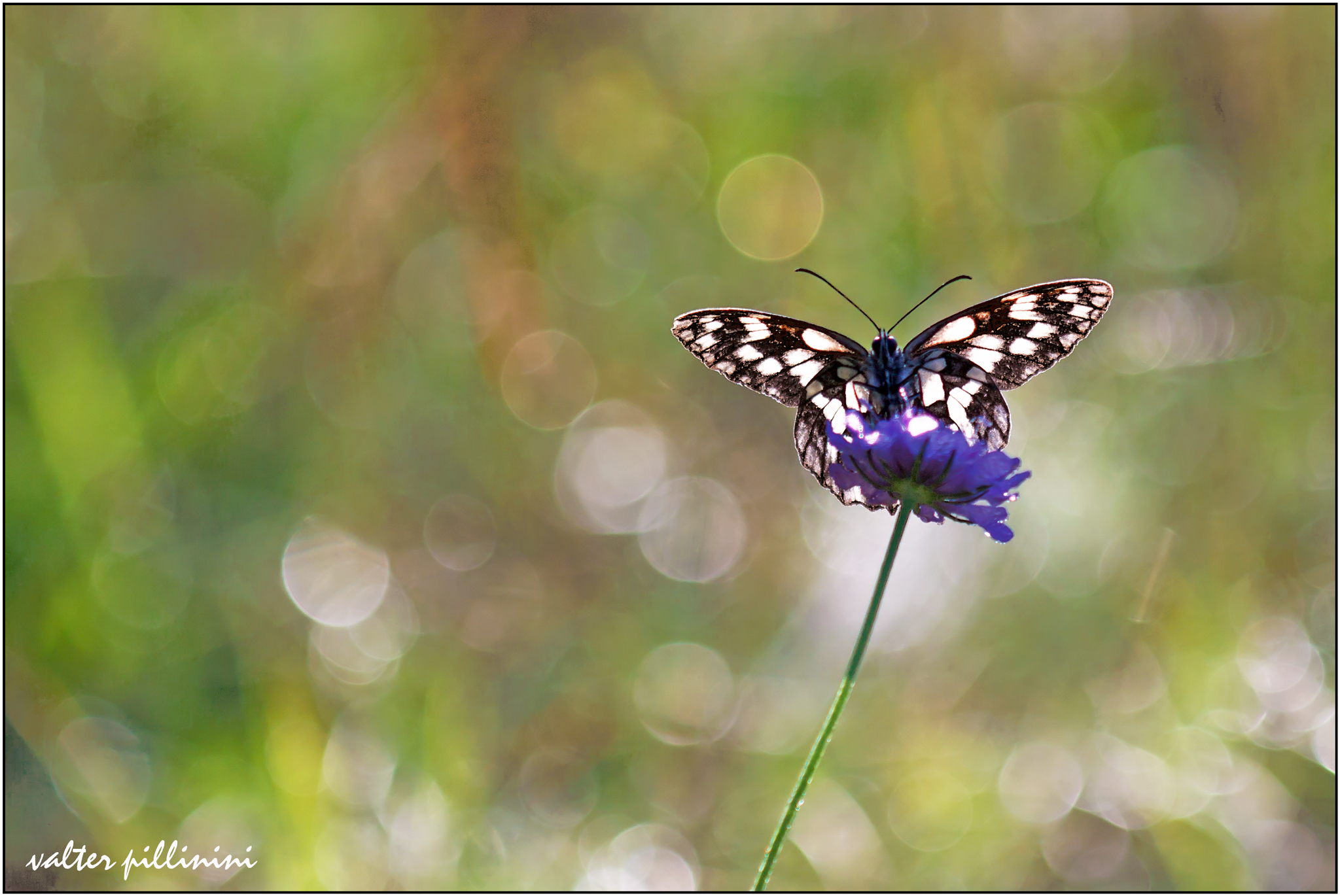 Galathea in the bubbles of light.