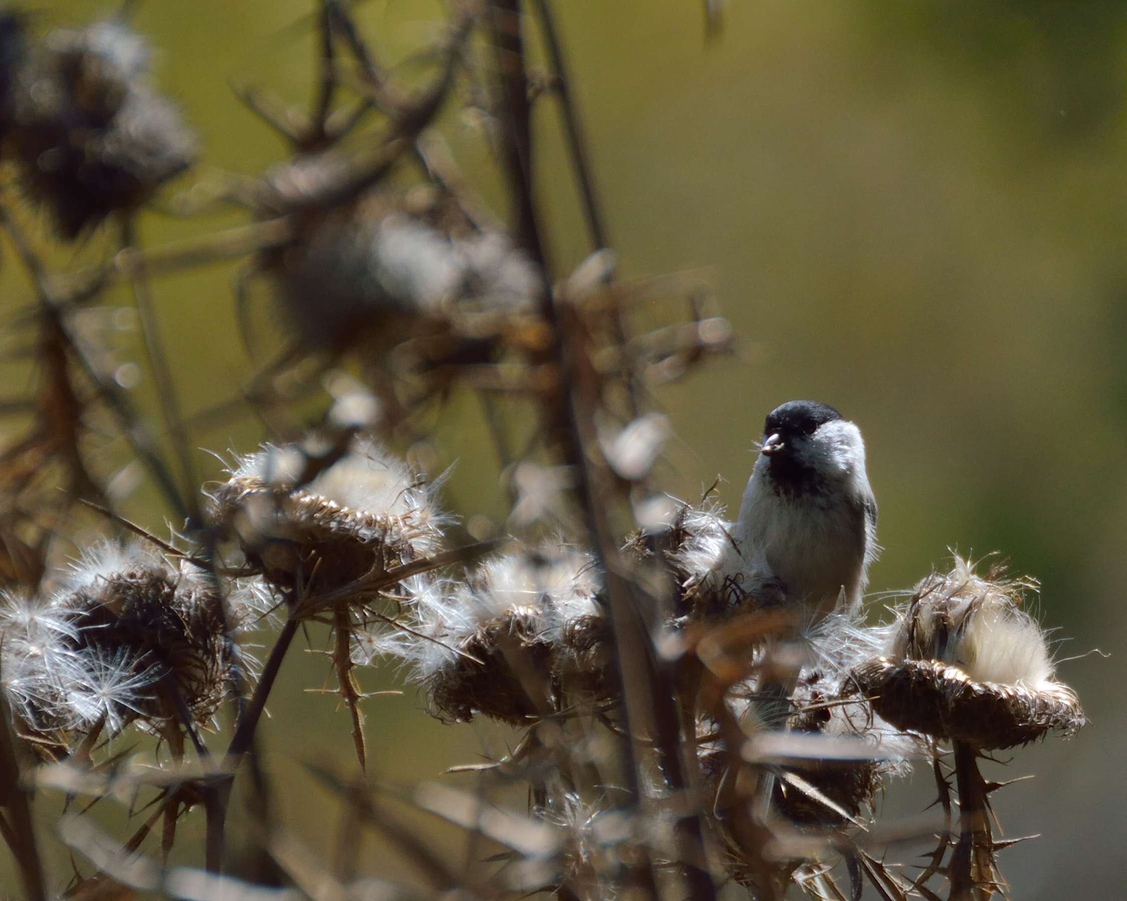 Cincia che sgranocchia semini di cardo