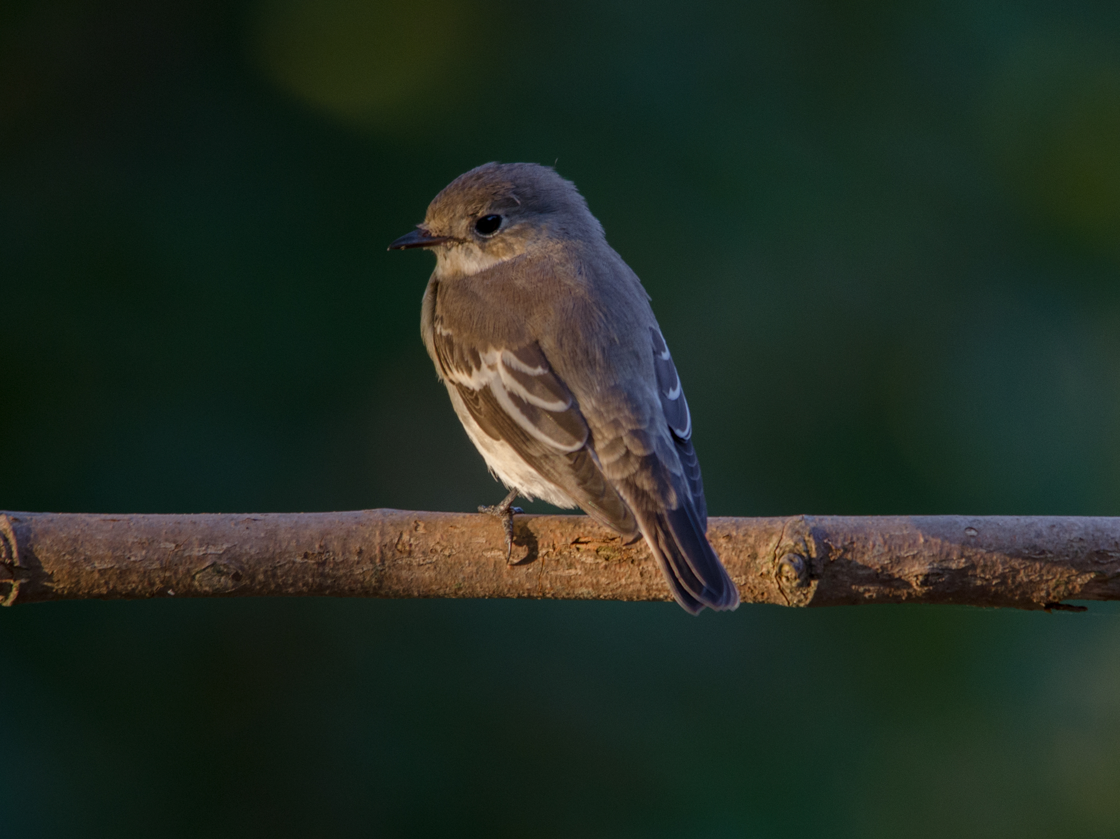 authority to the sunset