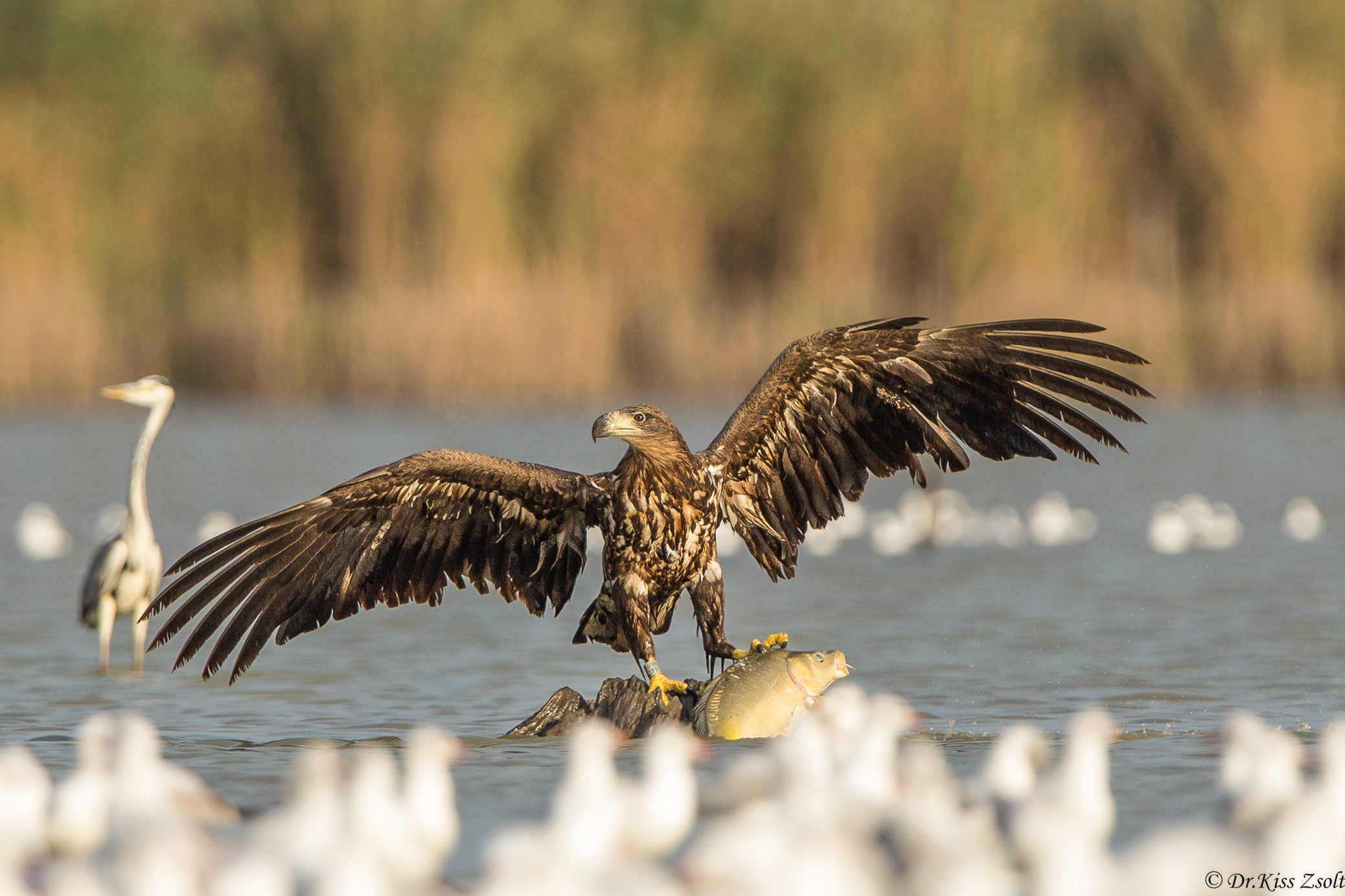 Aquila dalla coda bianca