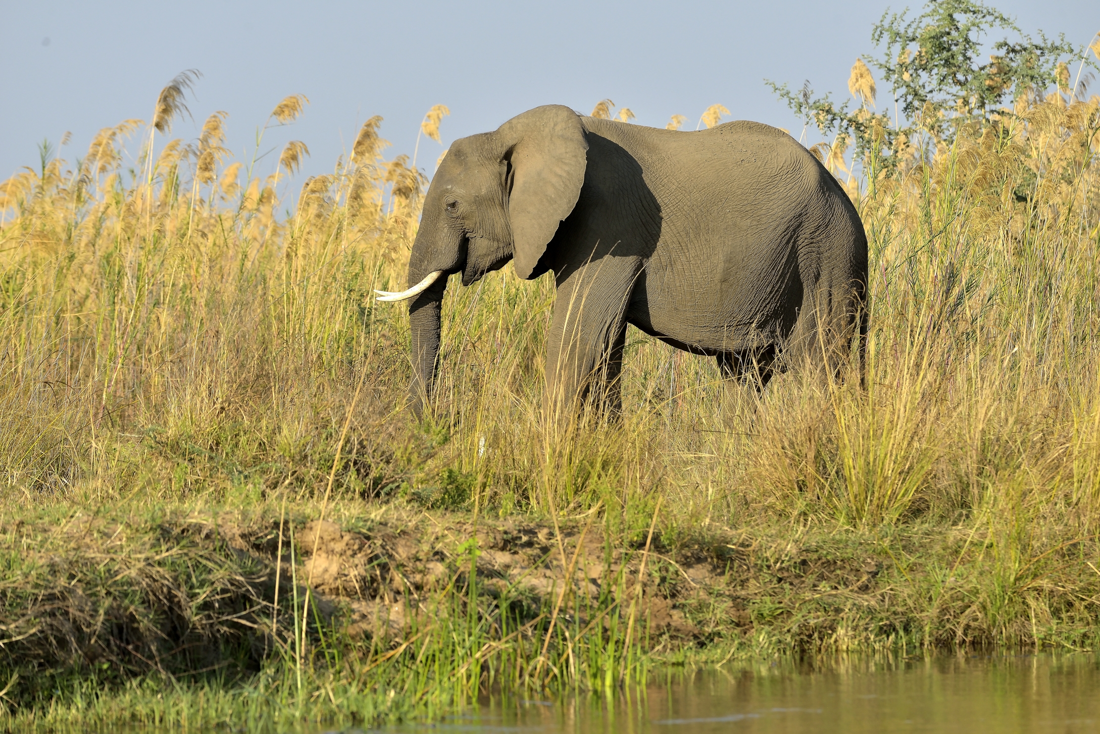 Zambia 2015 - Sul Lower Zambesi