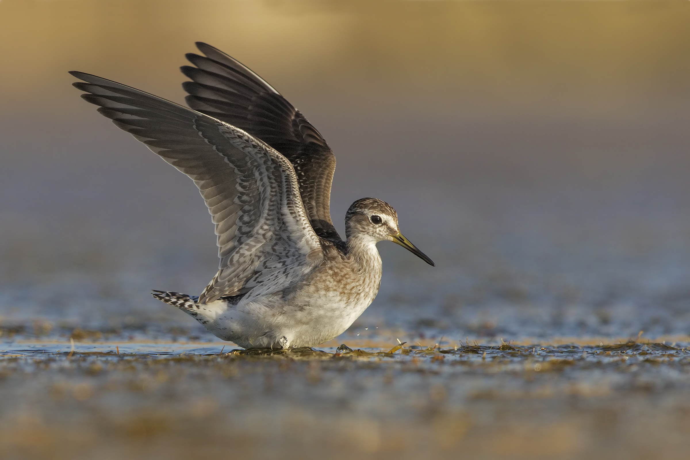 Wood Sandpiper