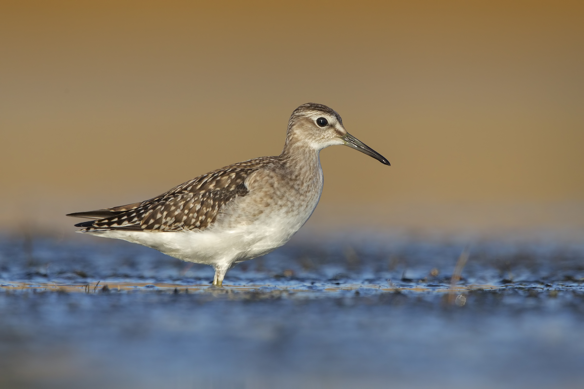 Wood Sandpiper