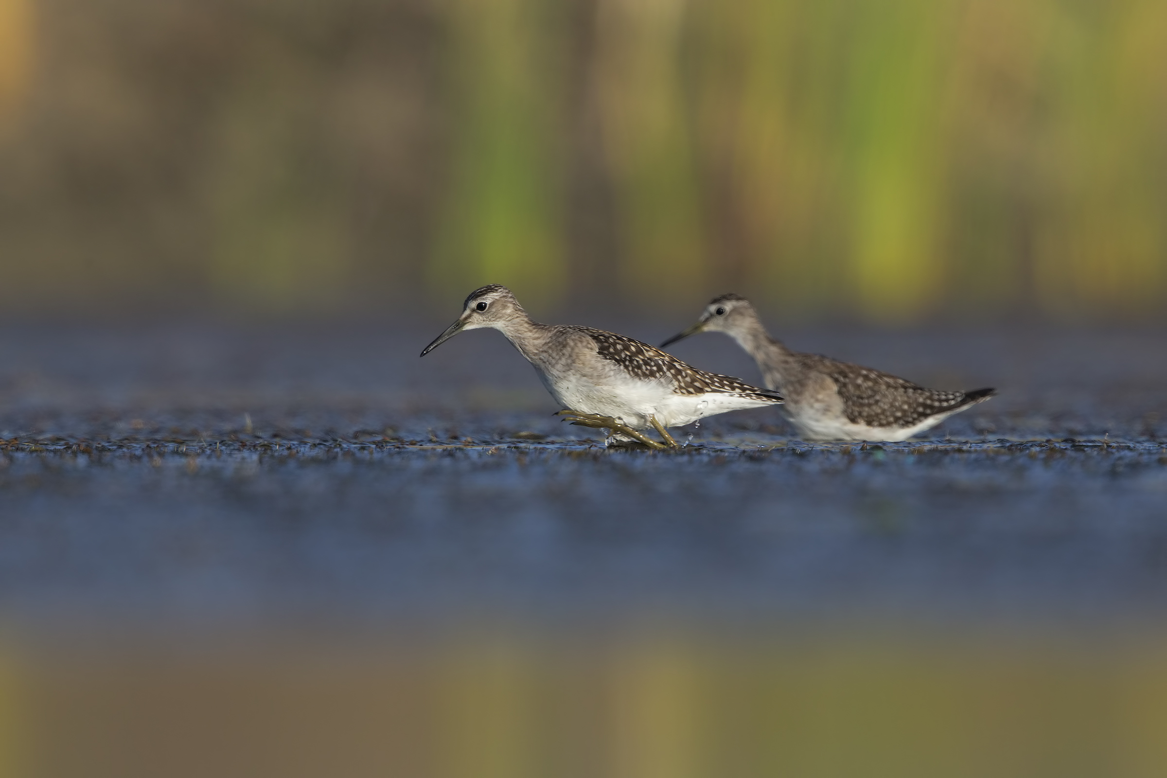 Wood Sandpiper