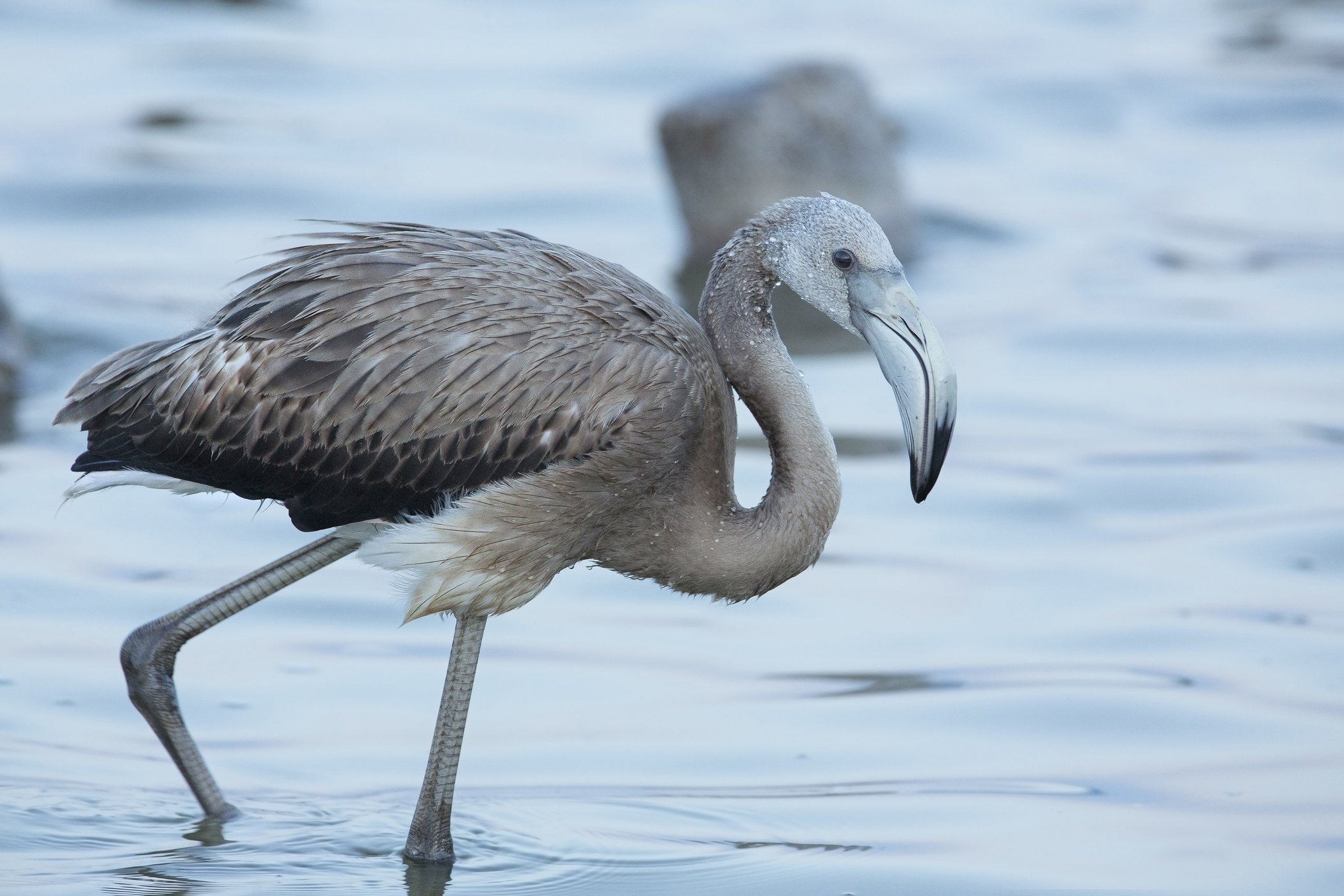 il brutto anatroccolo