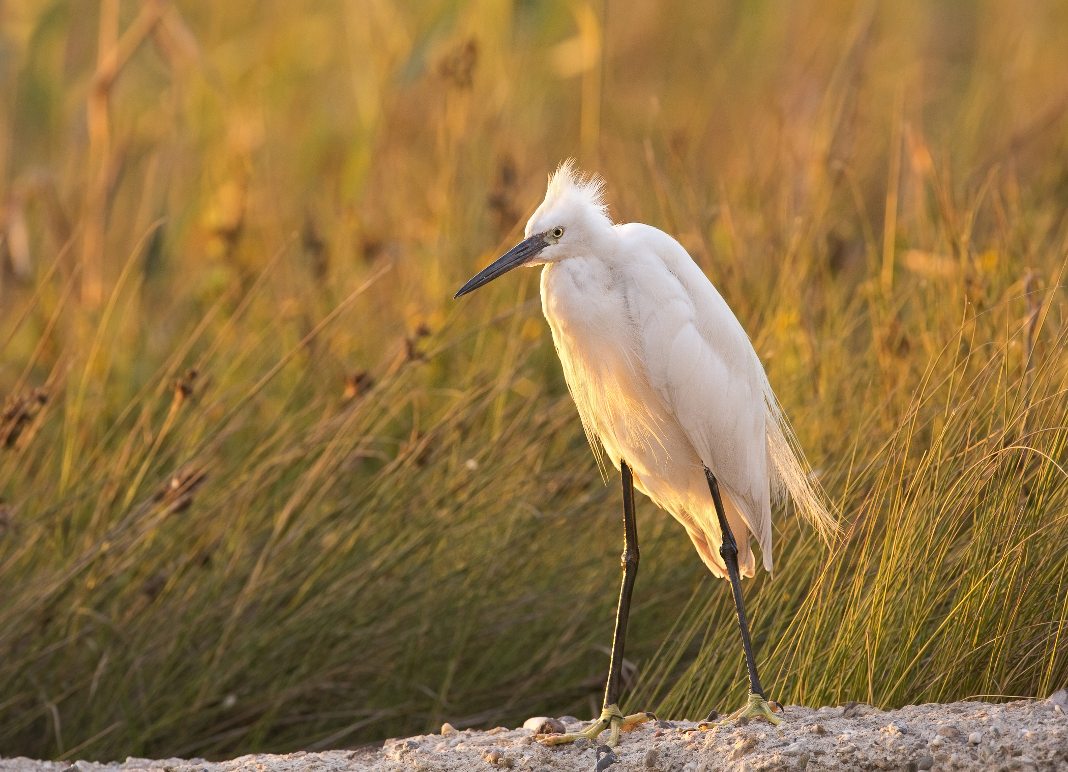 garzetta al tramonto