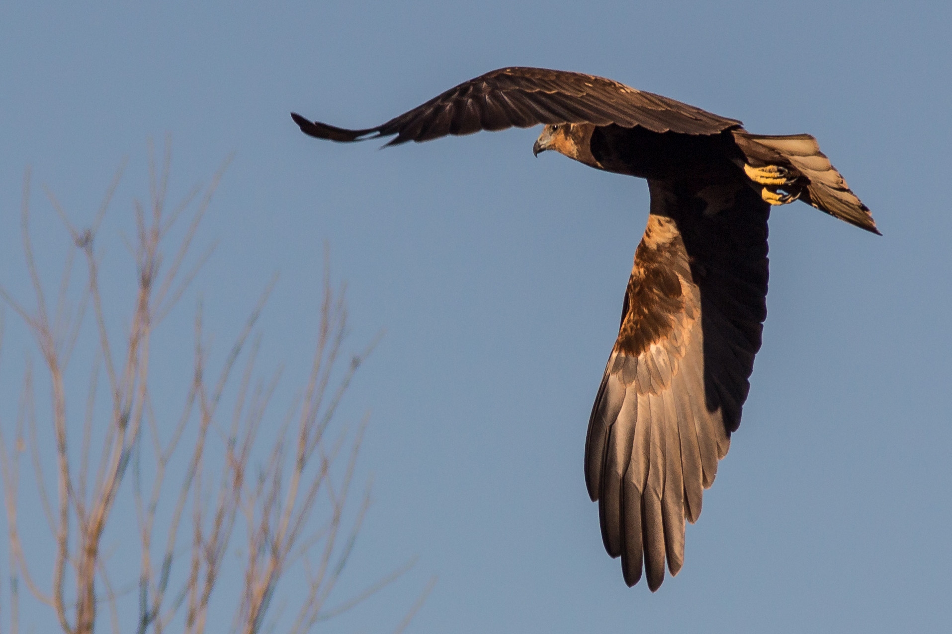 marsh harrier