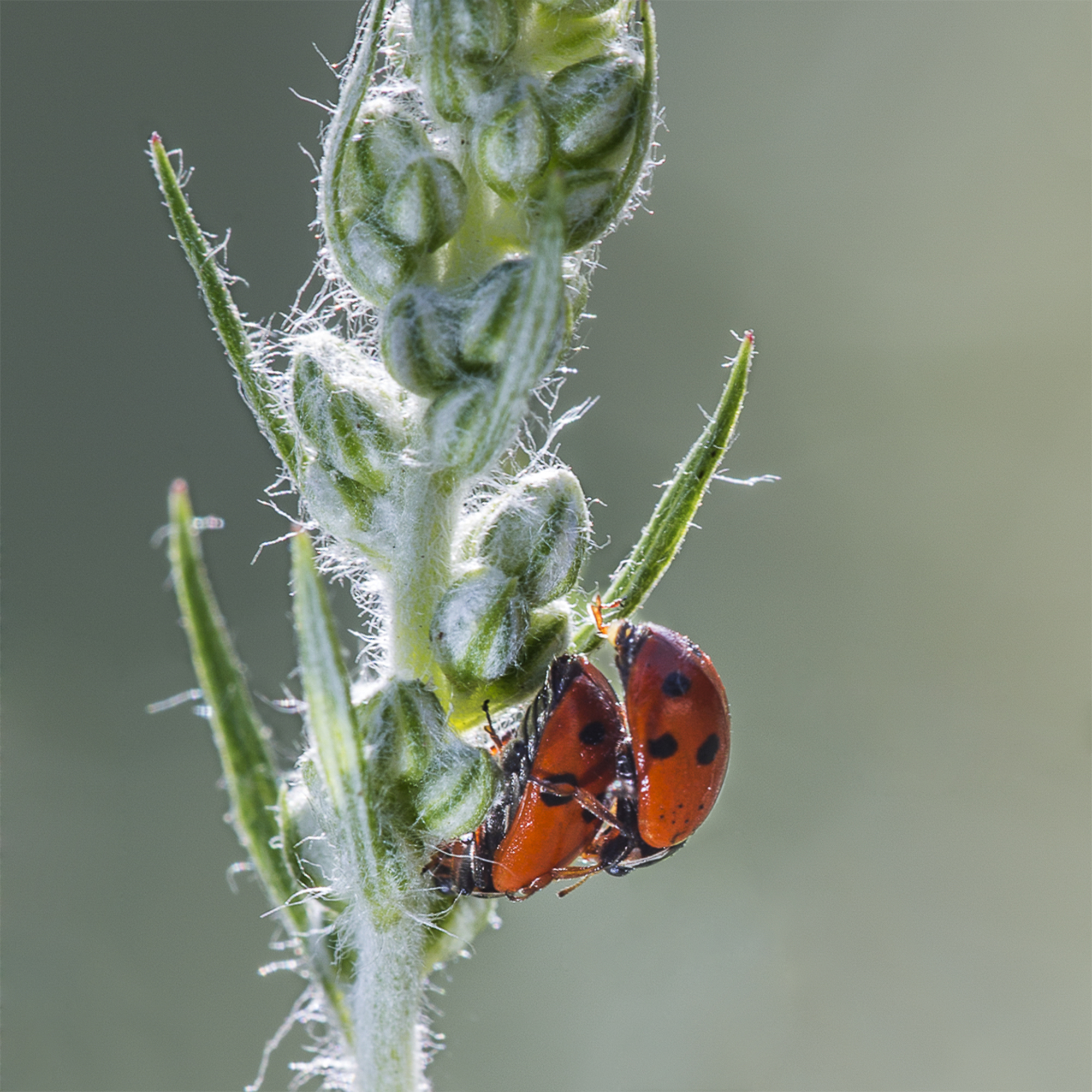 ladybugs