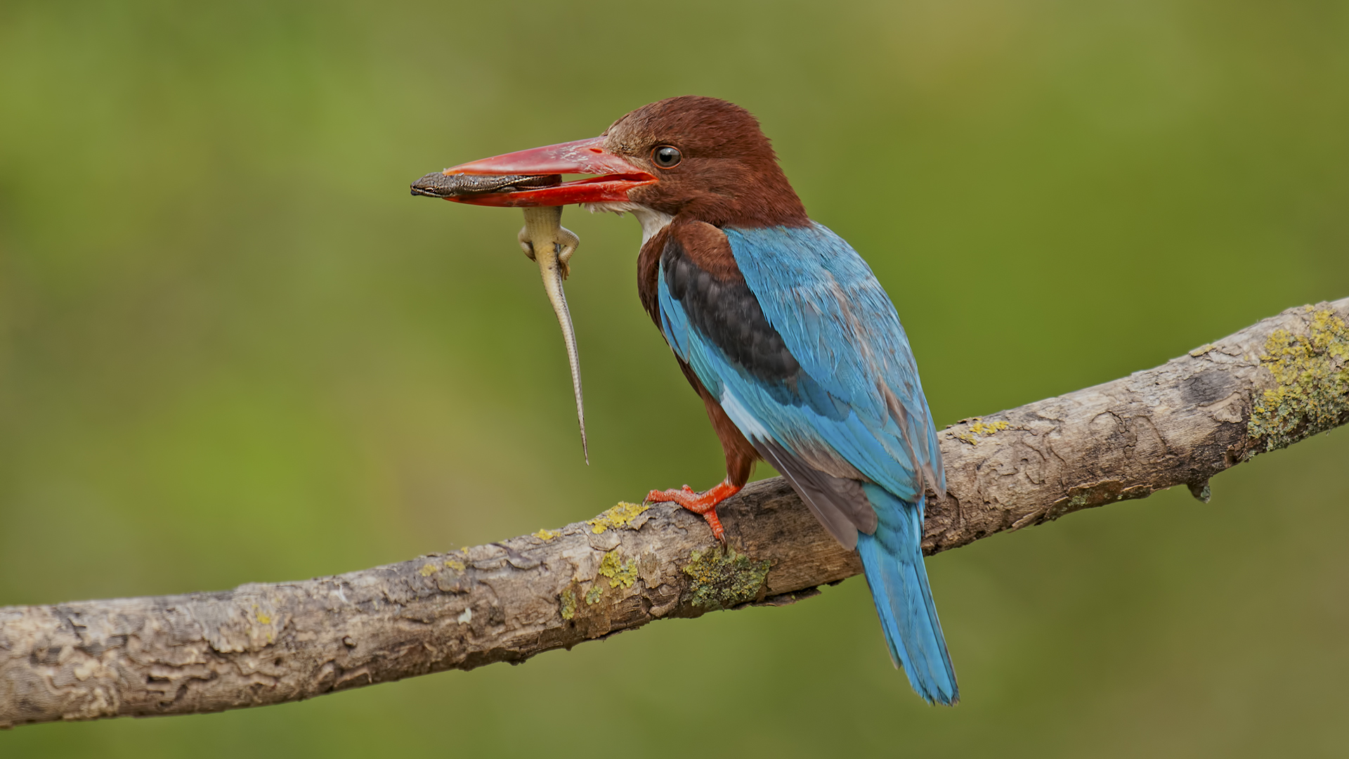Halcyon smyrnensis »White-throated Kingfisher