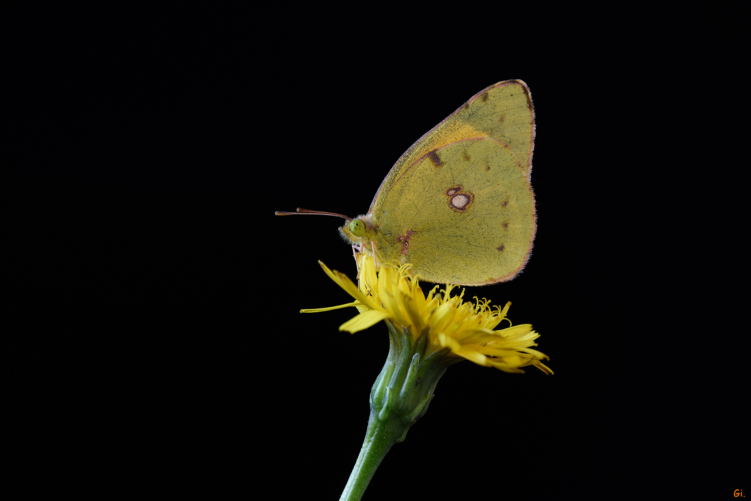 Colias