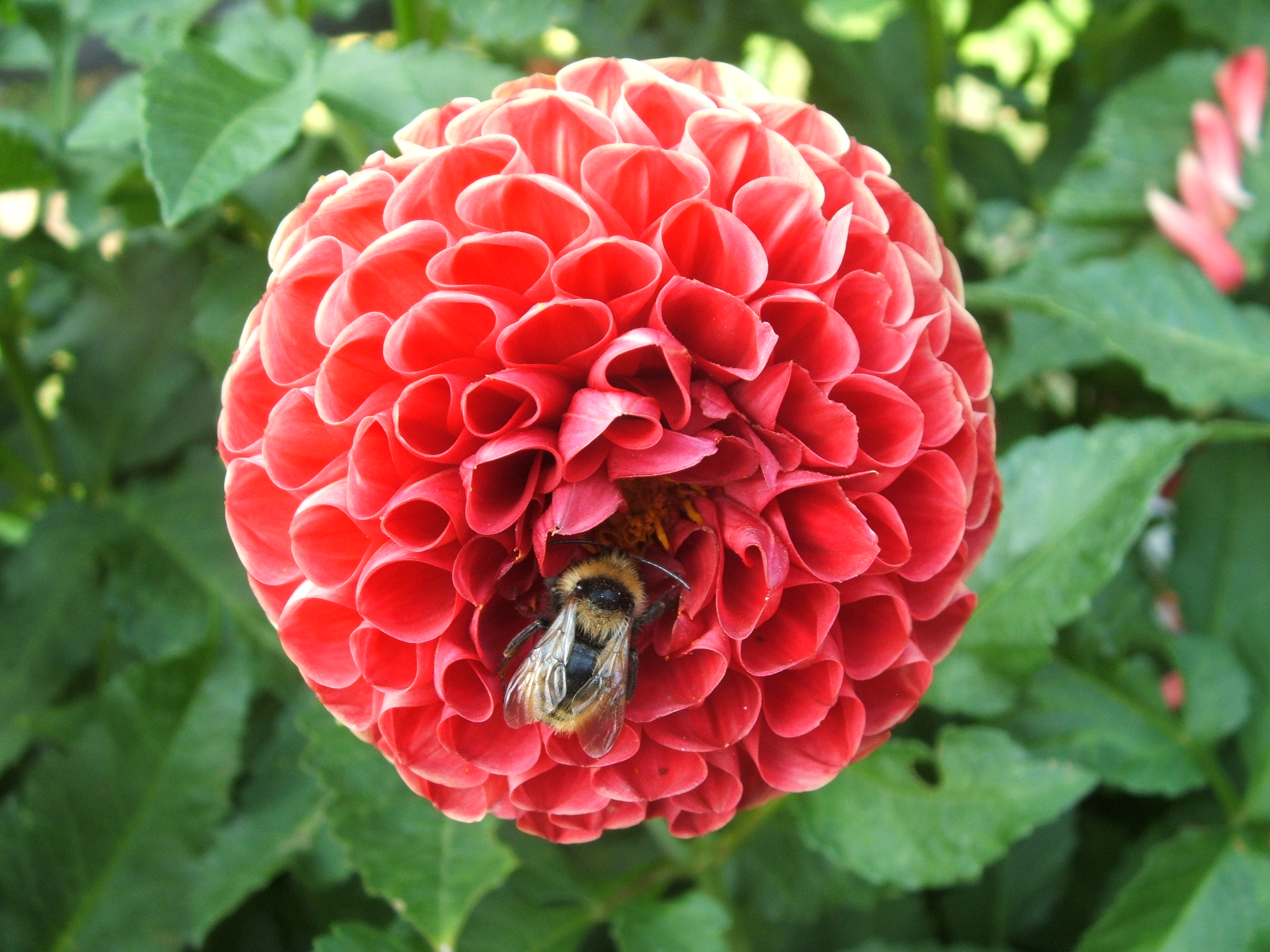 Impollinatura or curiosity