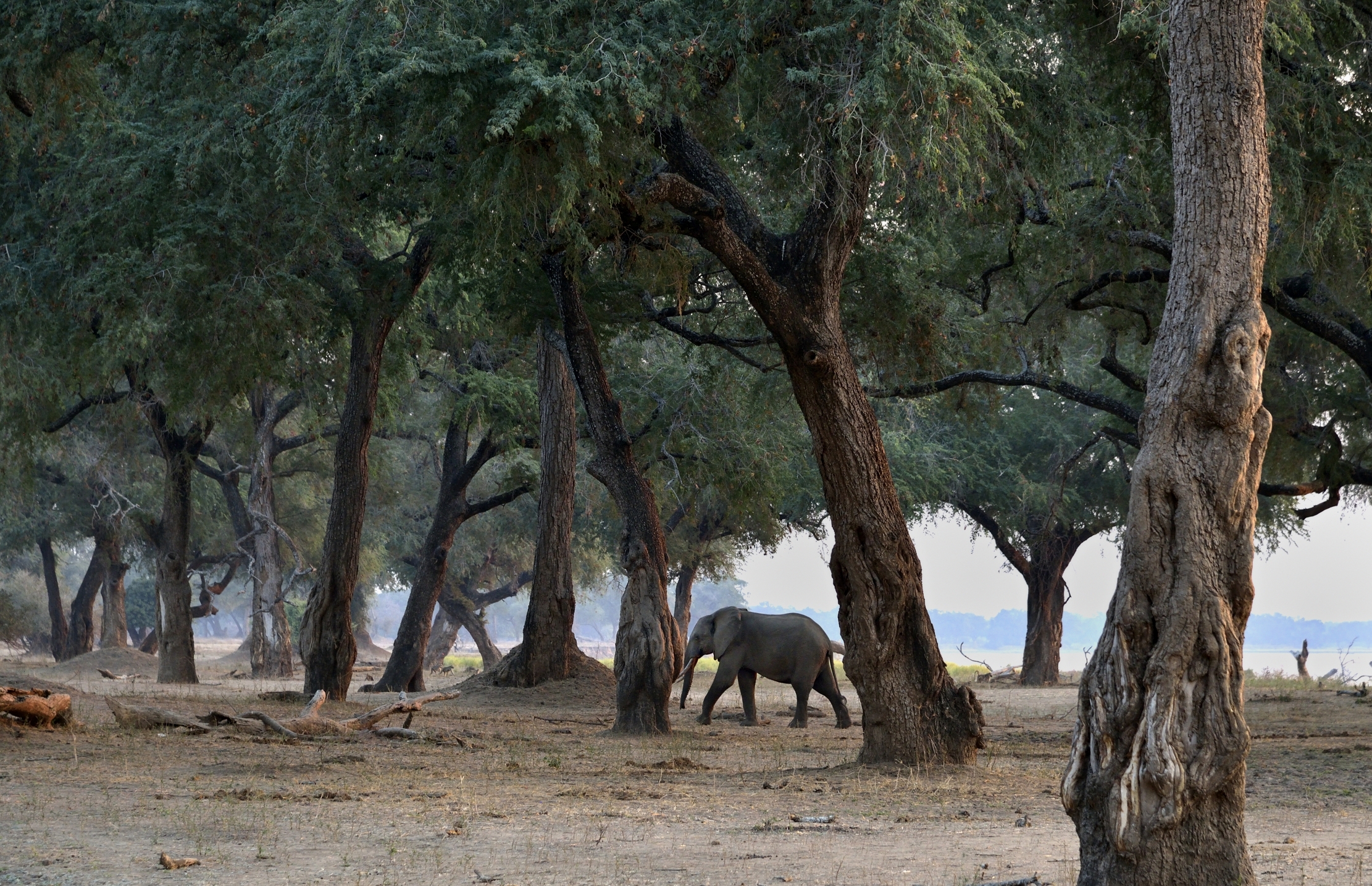 Zimbabwe 2015 - Sul Luangwa