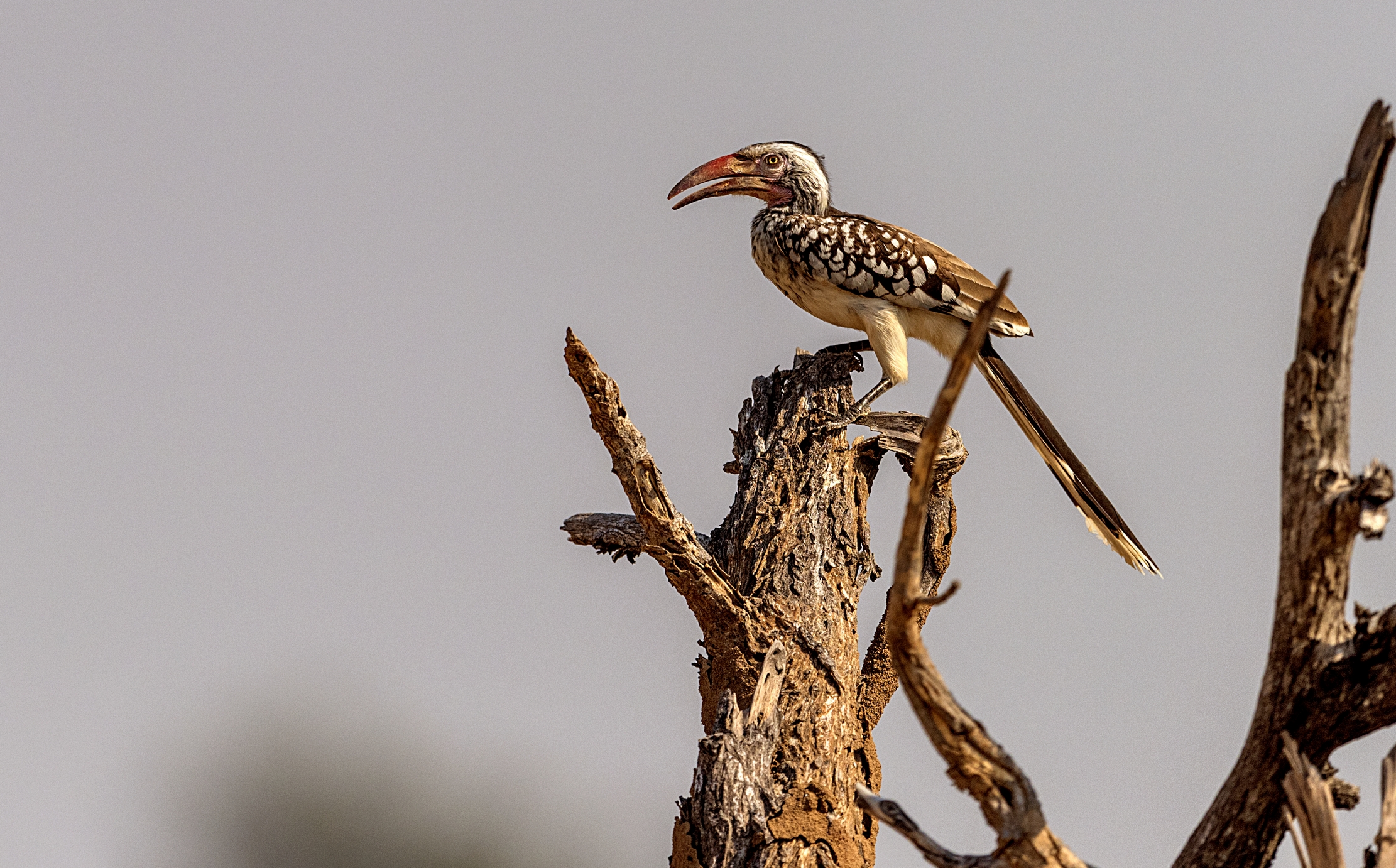 Zambia 2015 - Bucero becco giallo