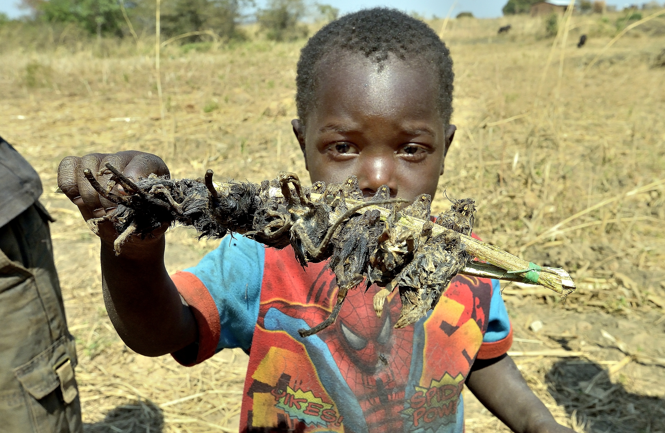 Zambia 2015 - Topini arrosto!!!!