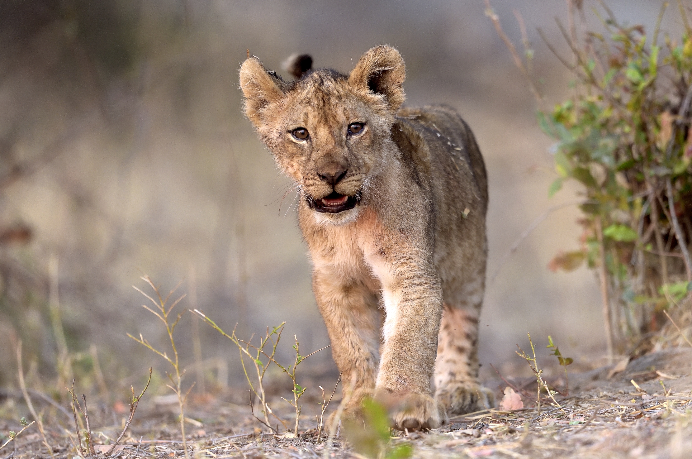 Zambia 2015 - Cucciolo