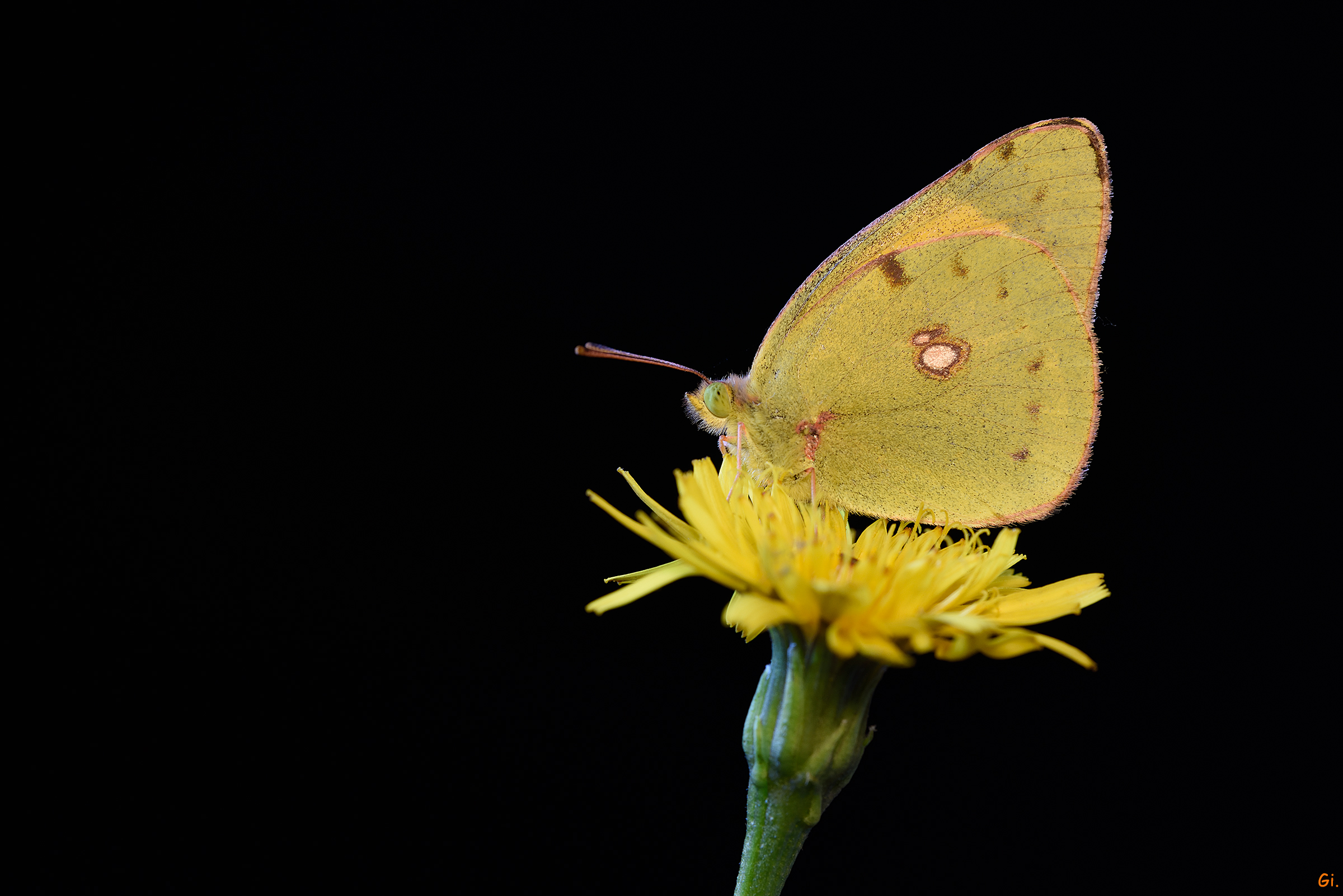 Colias
