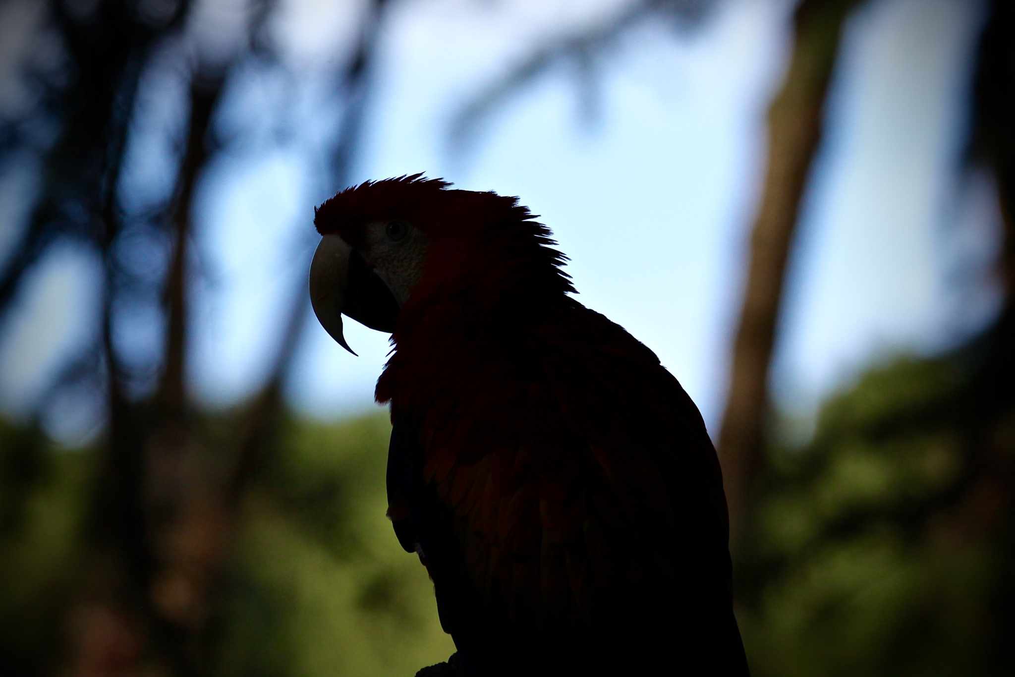 Ara silhouette backlit