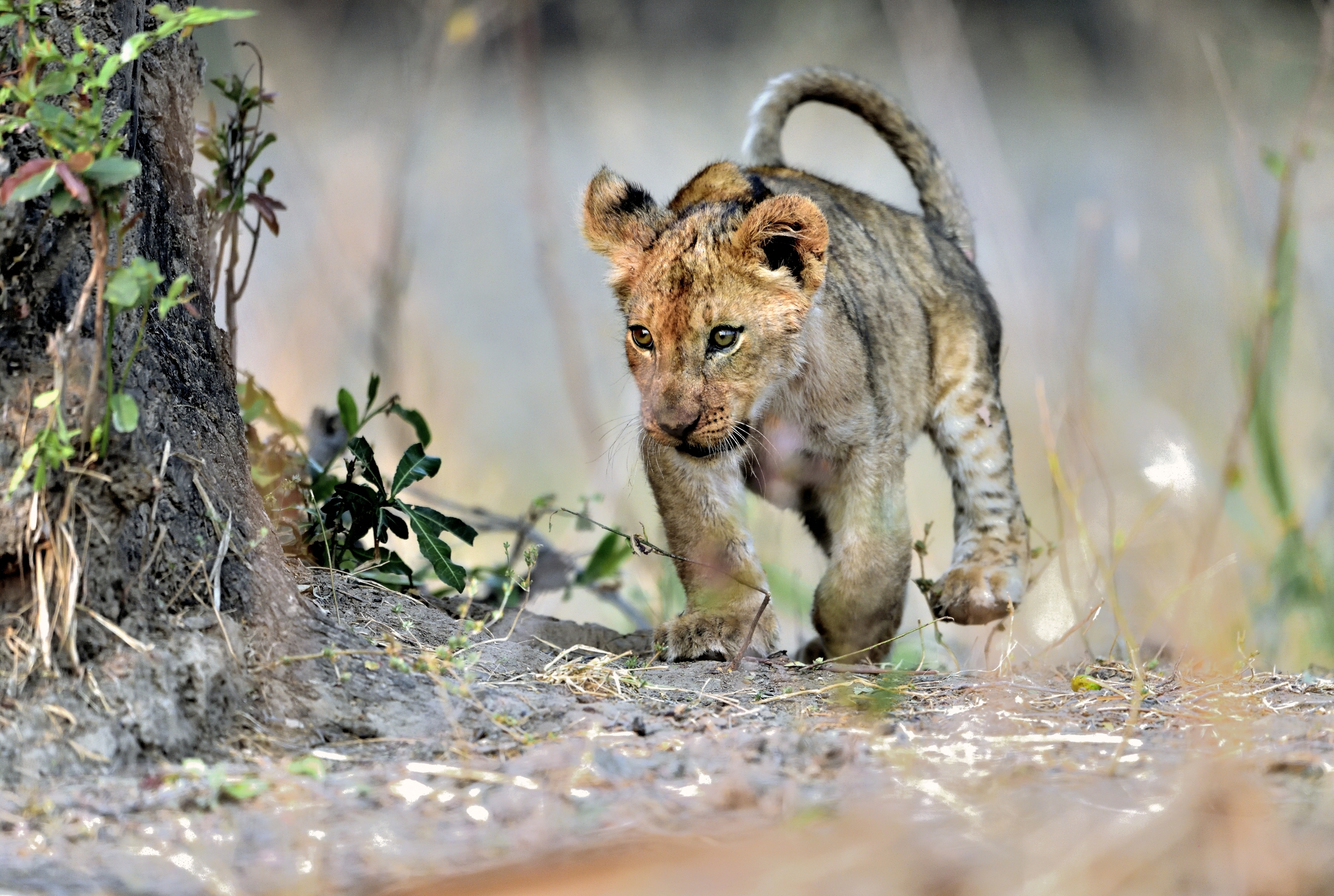Zambia 2015 - Cucciolo