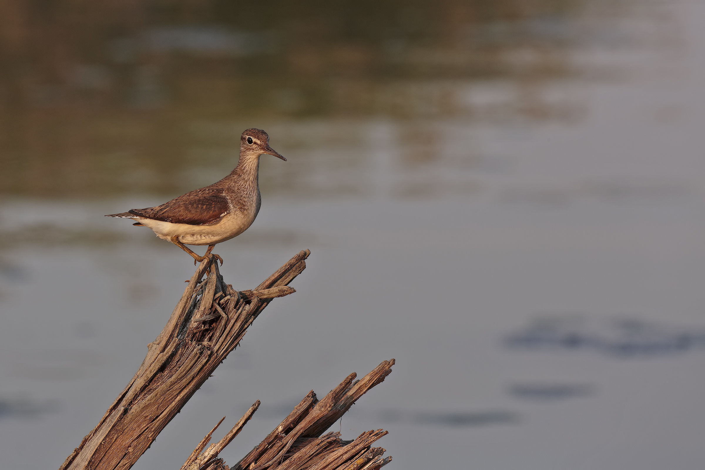 Piro Piro boschereccio