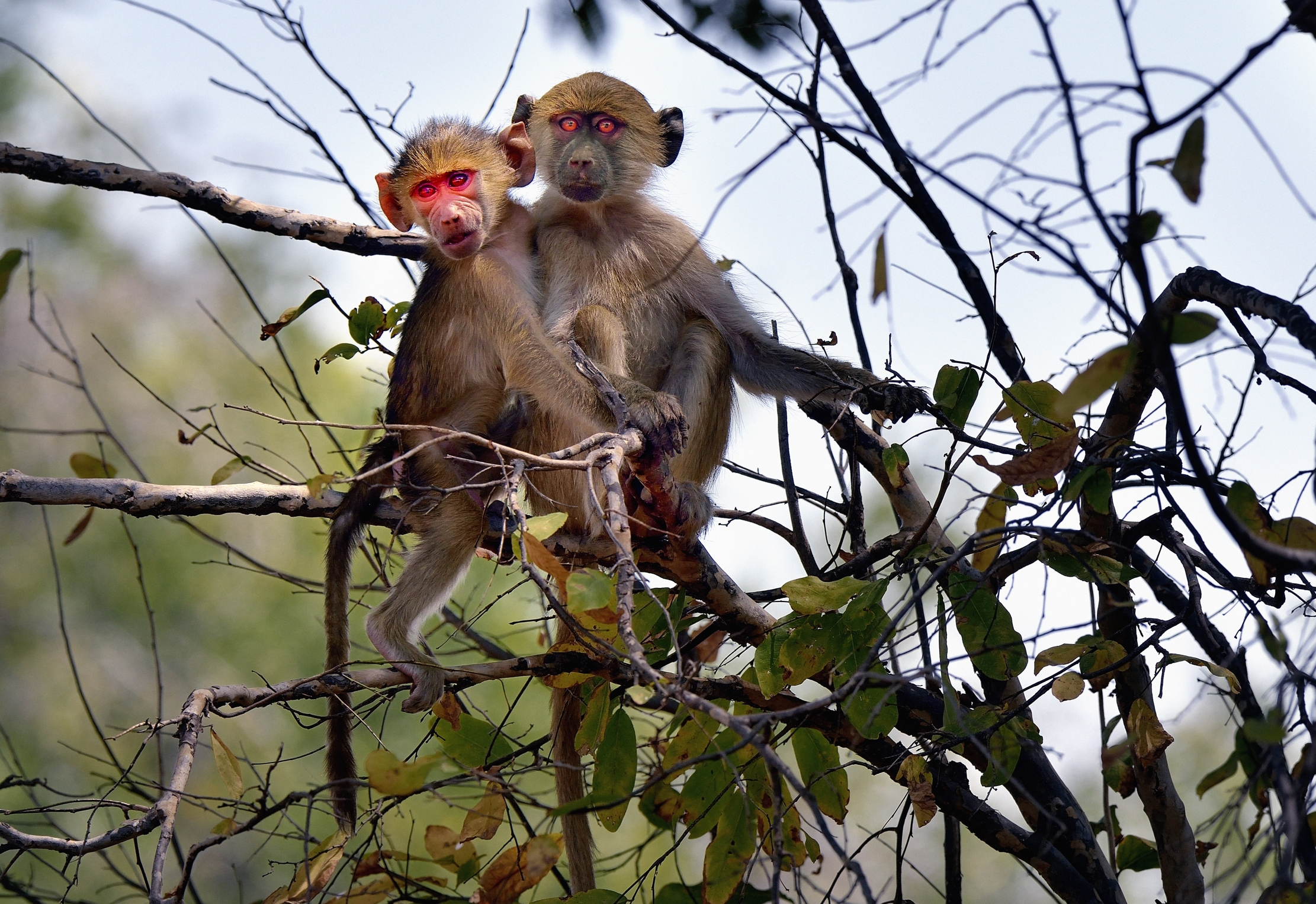 Zambia 2015 - Baboons