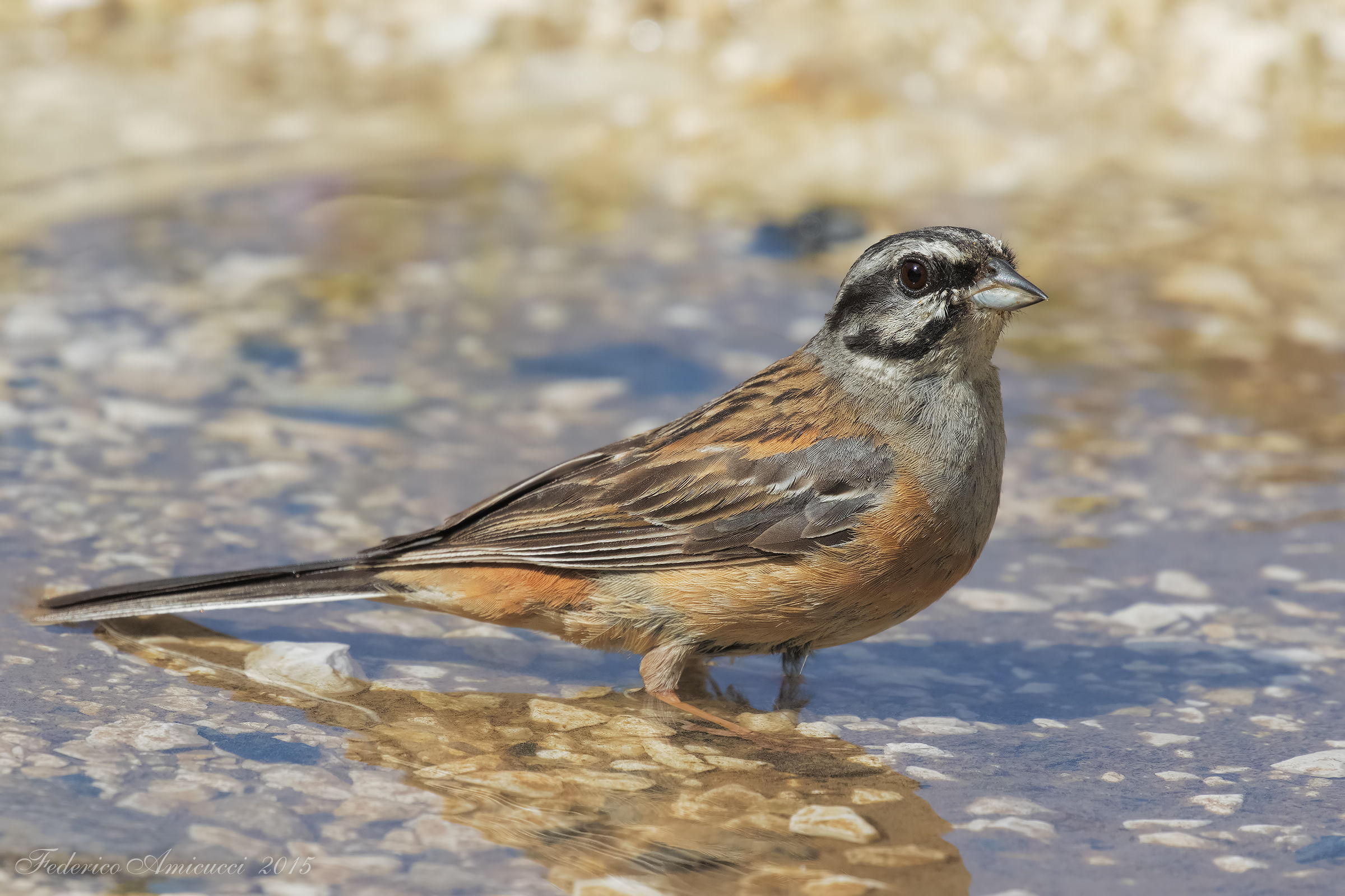 Zigolo Muciatto in fresco ammollo...