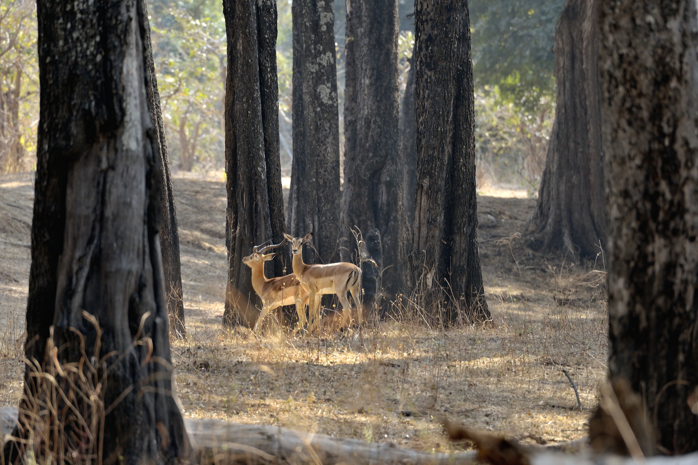 Zambia 2015 - Nella foresta di mogano