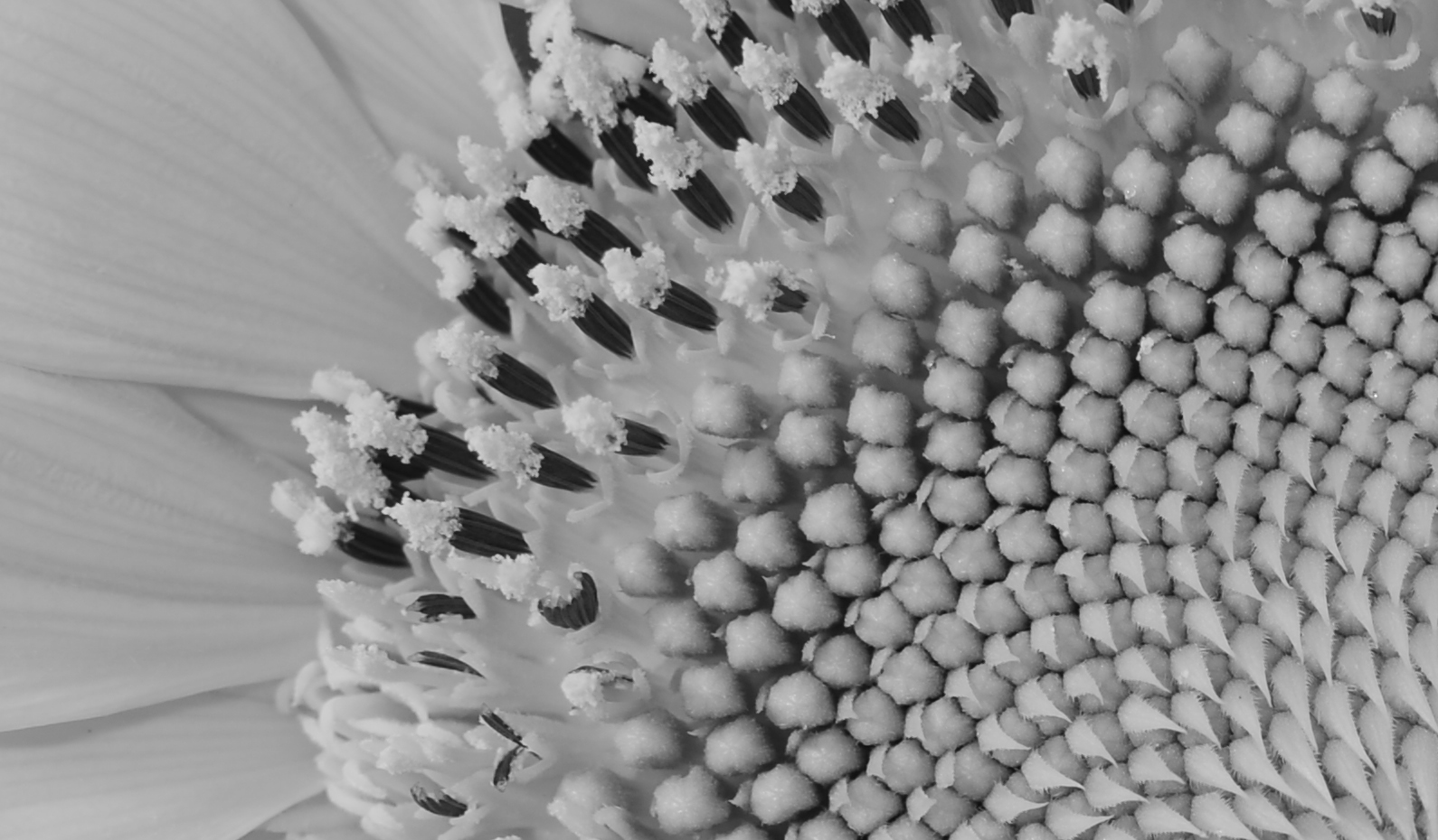 Sunflower, black and white