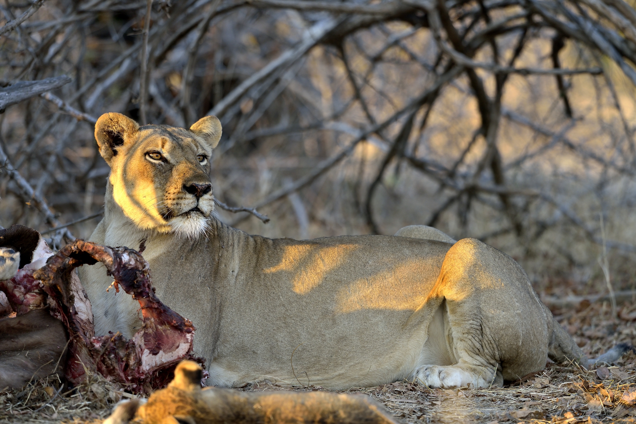 Zambia 2015 - Con la preda
