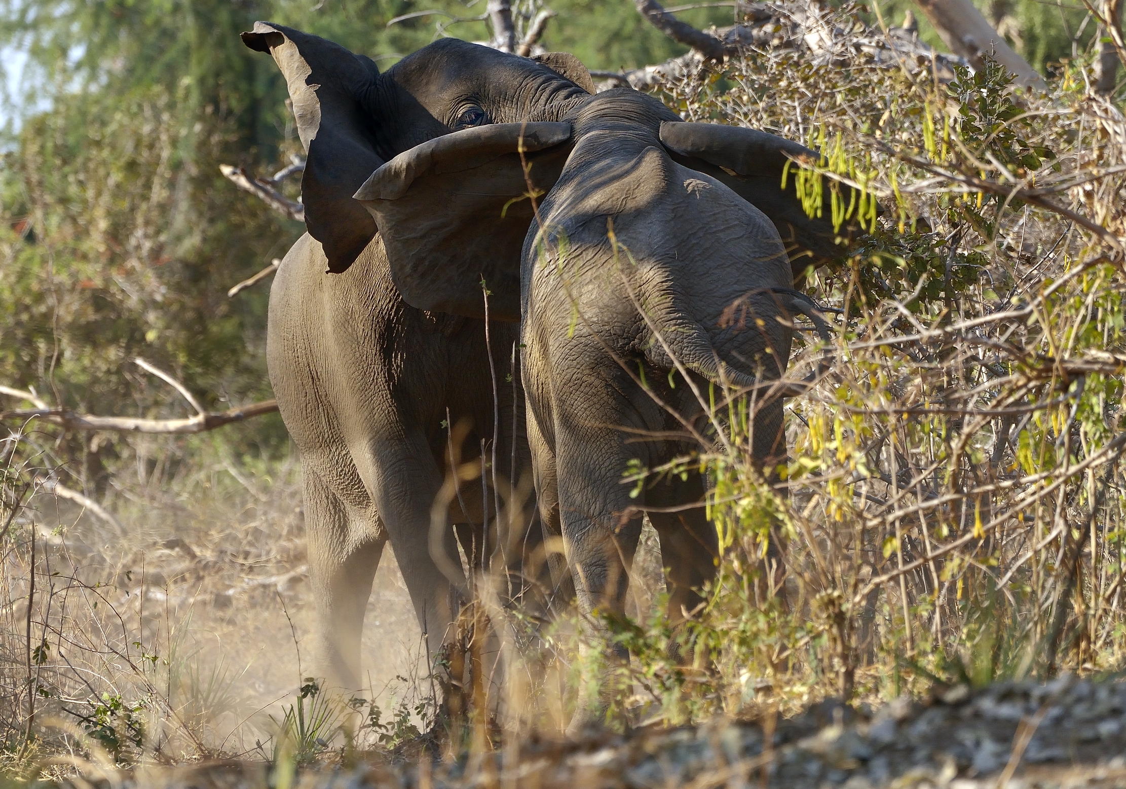 Zambia 2015 - Orecchie al vento (nel confronto)