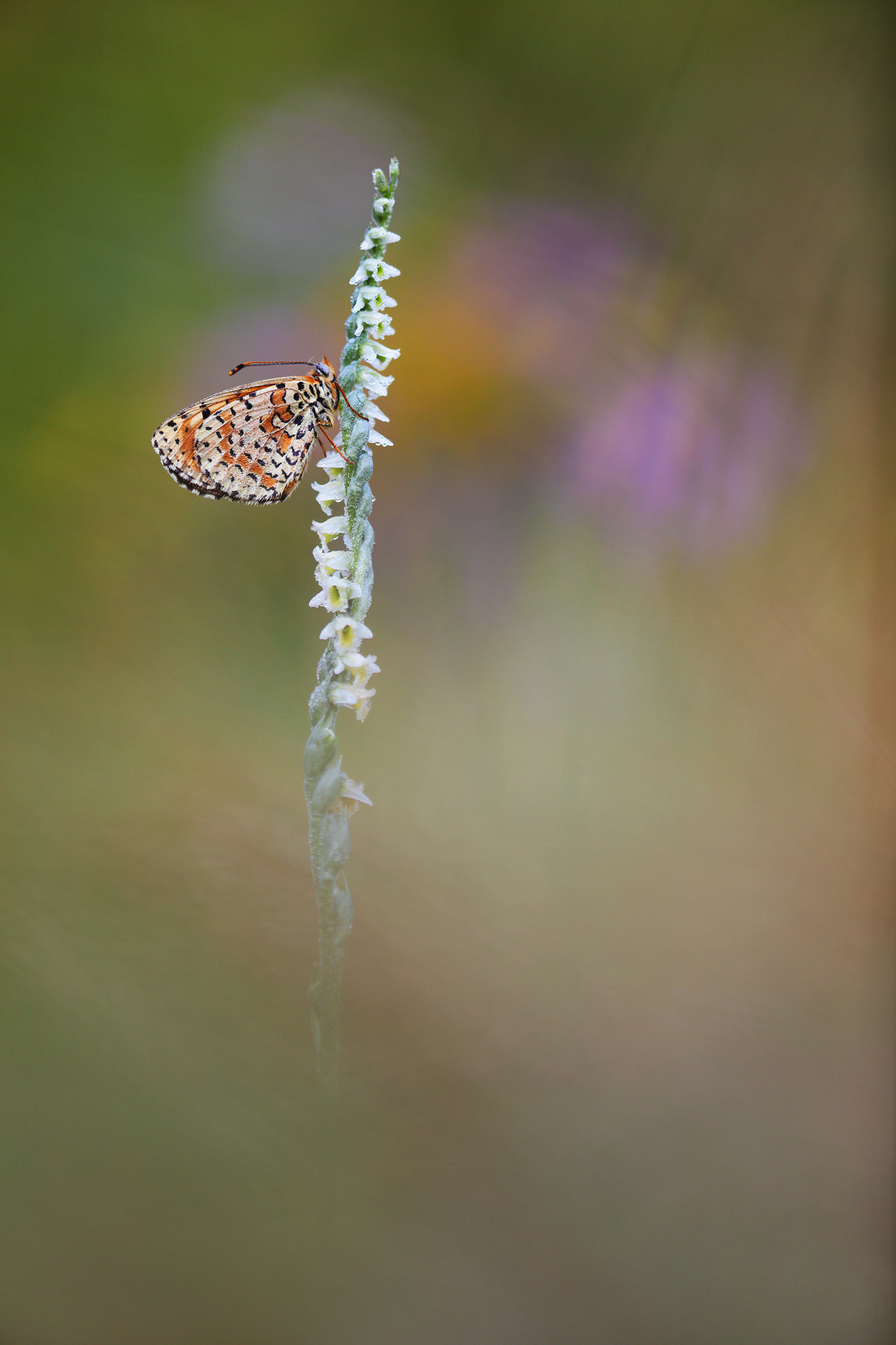 Melitaea didyma su Spiranthes spiralis