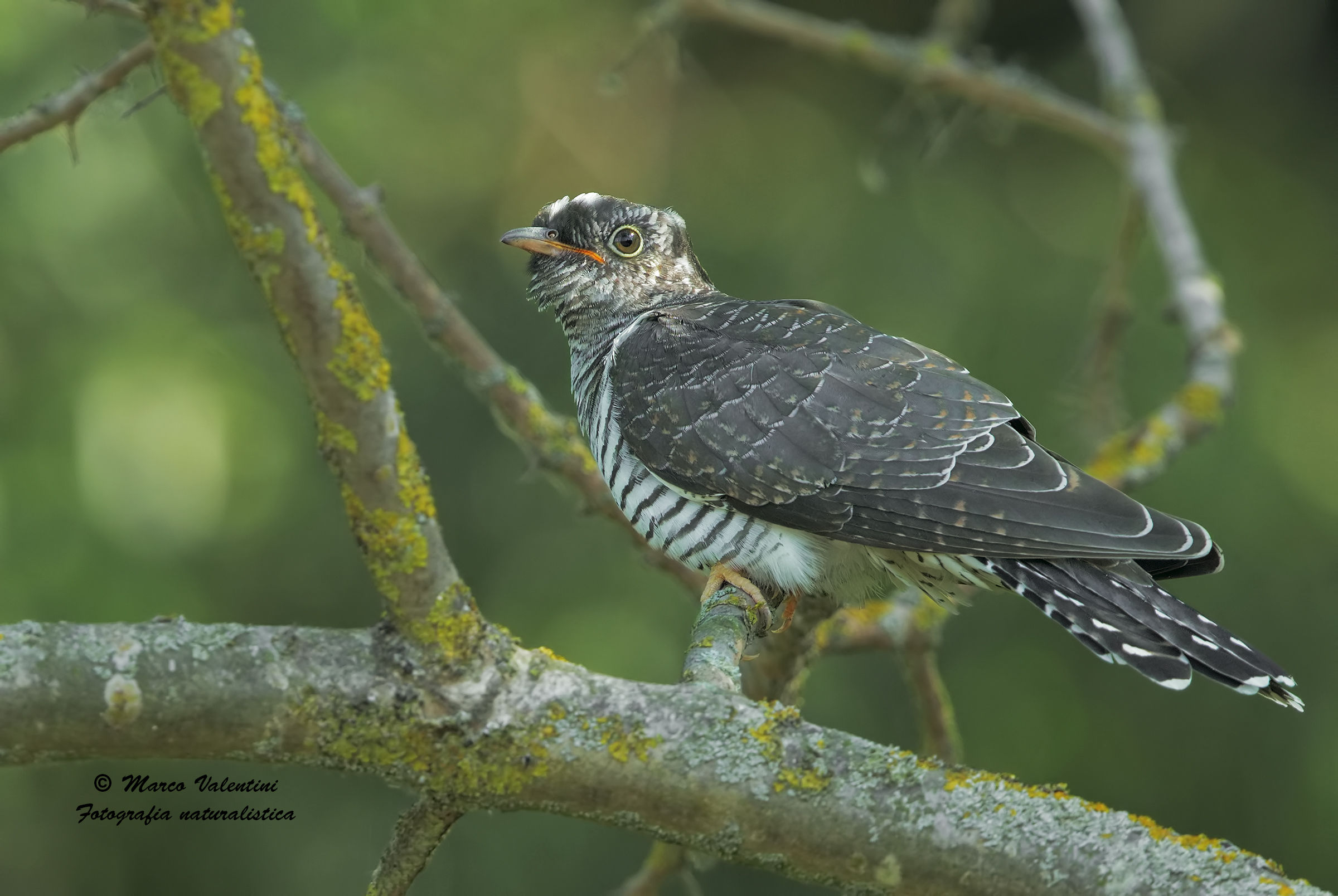 Young cuckoo