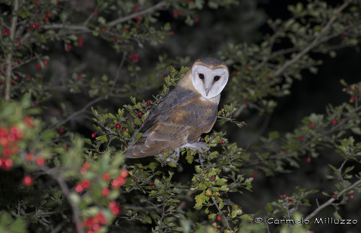 Barbagianni -Tyto alba-