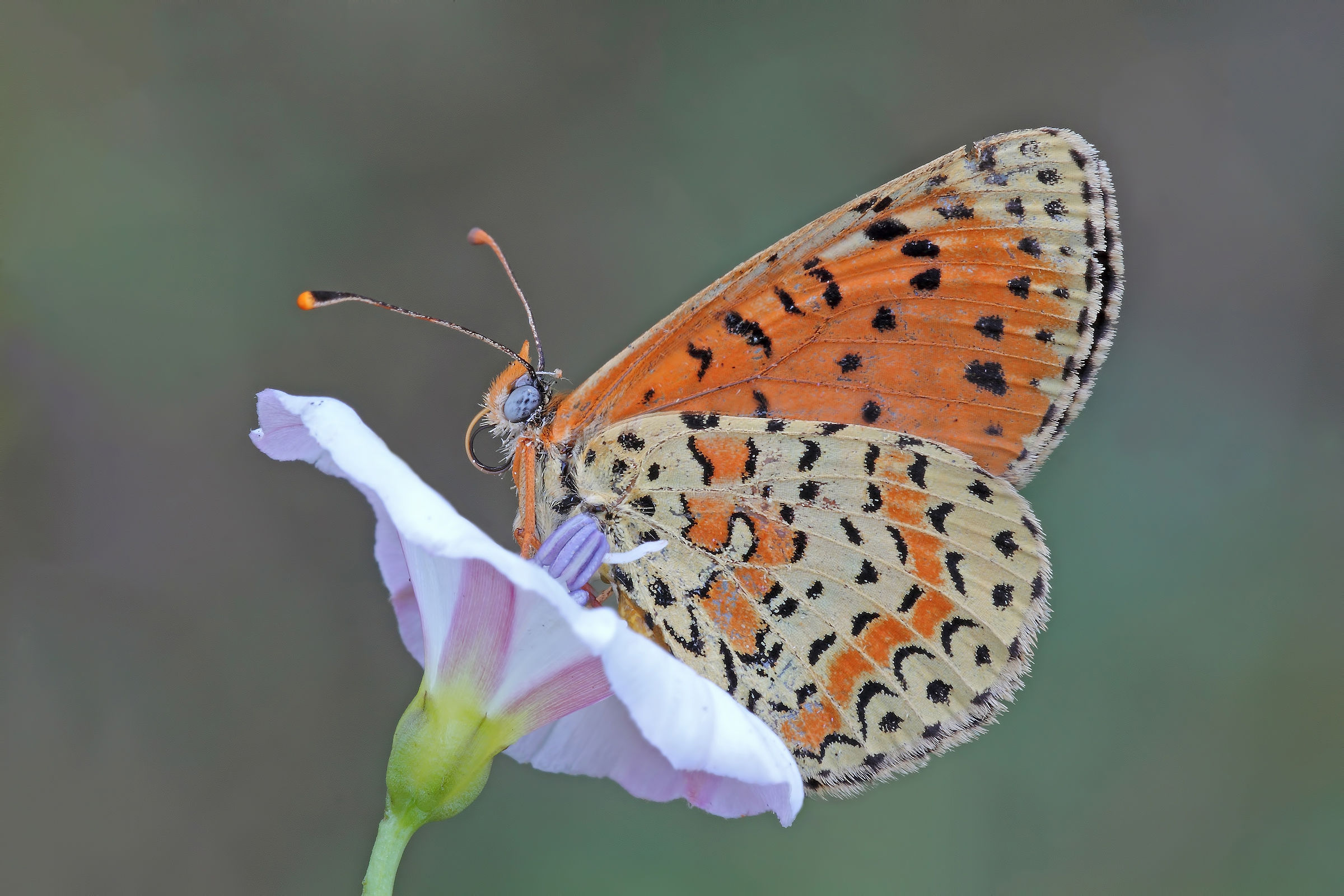 Asciutta e su un fiore !