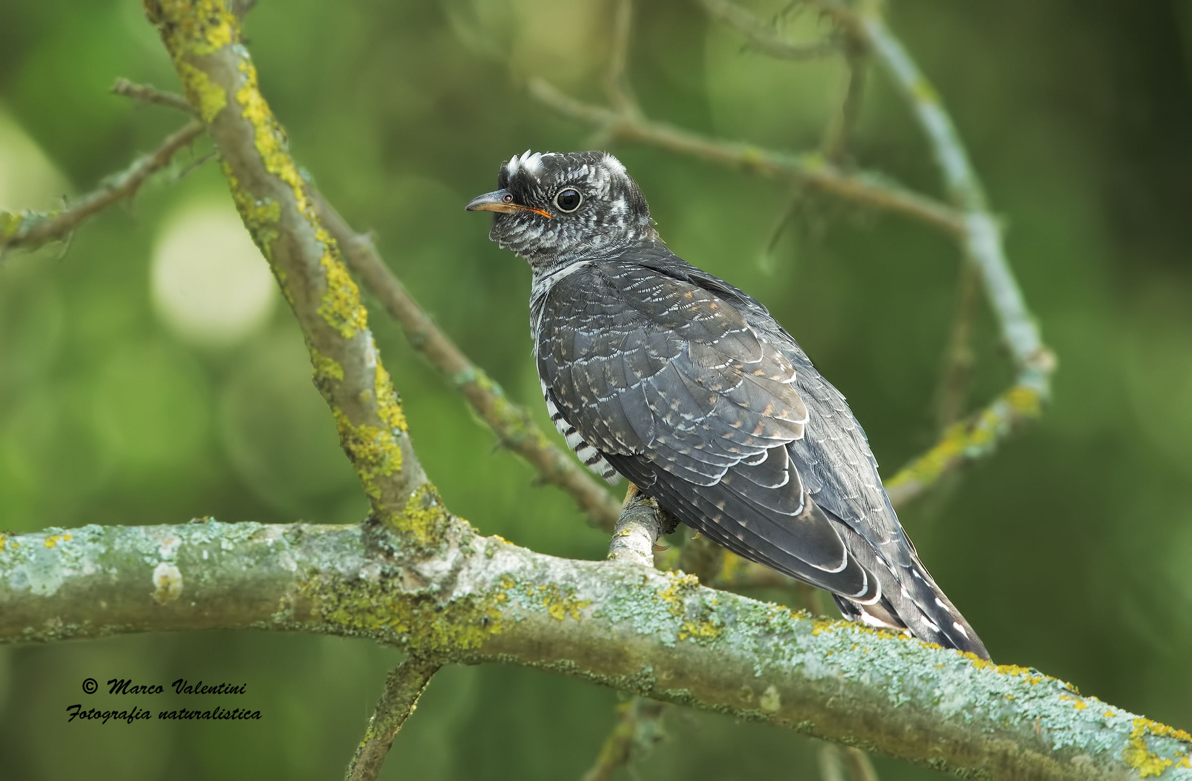 Young cuckoo - 3