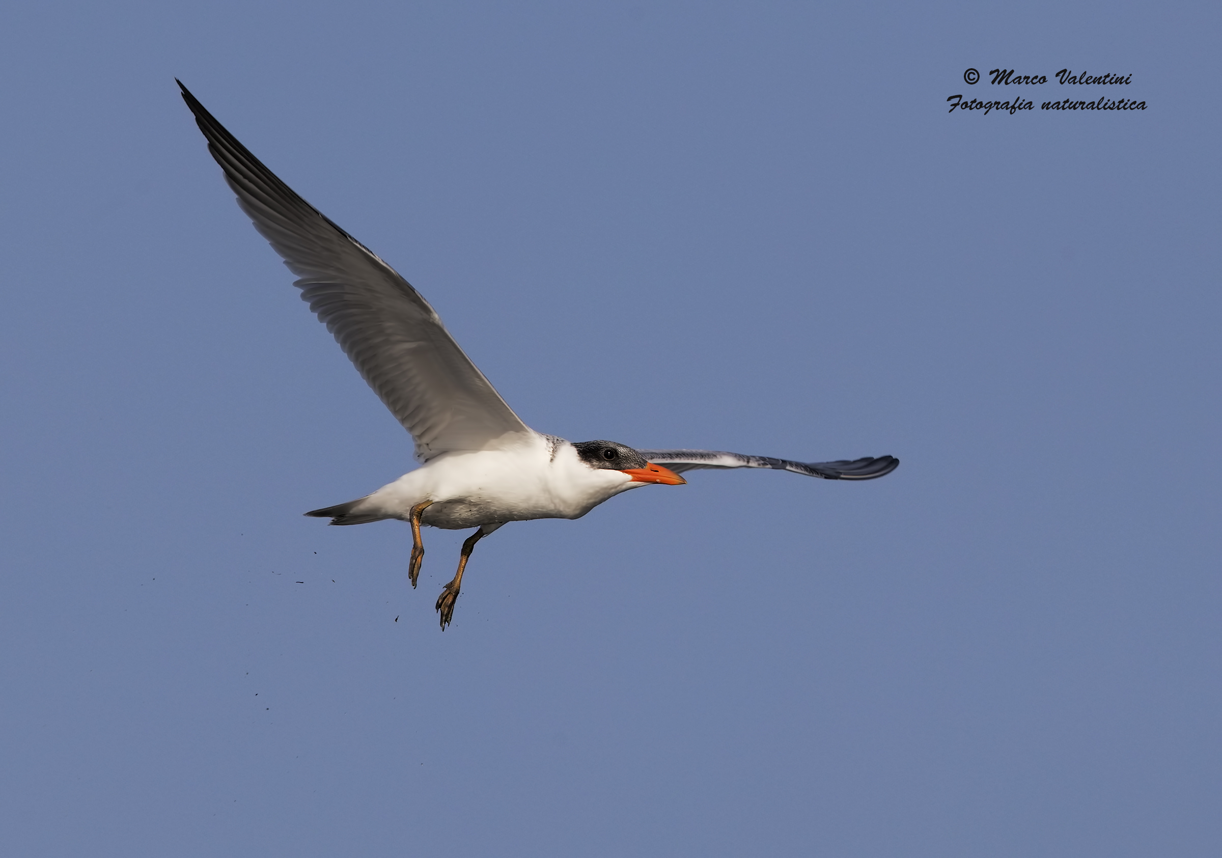 Caspian Tern