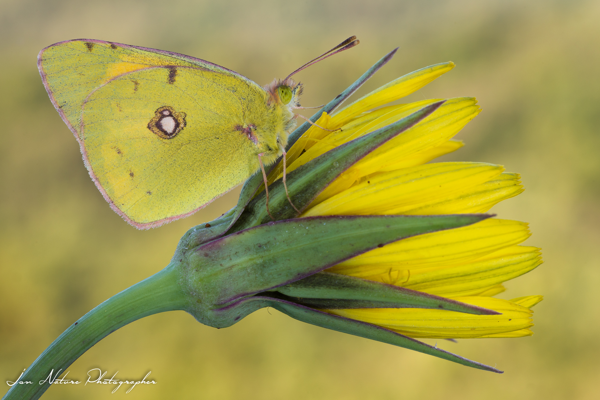 Finalmente ti ho trovata!
