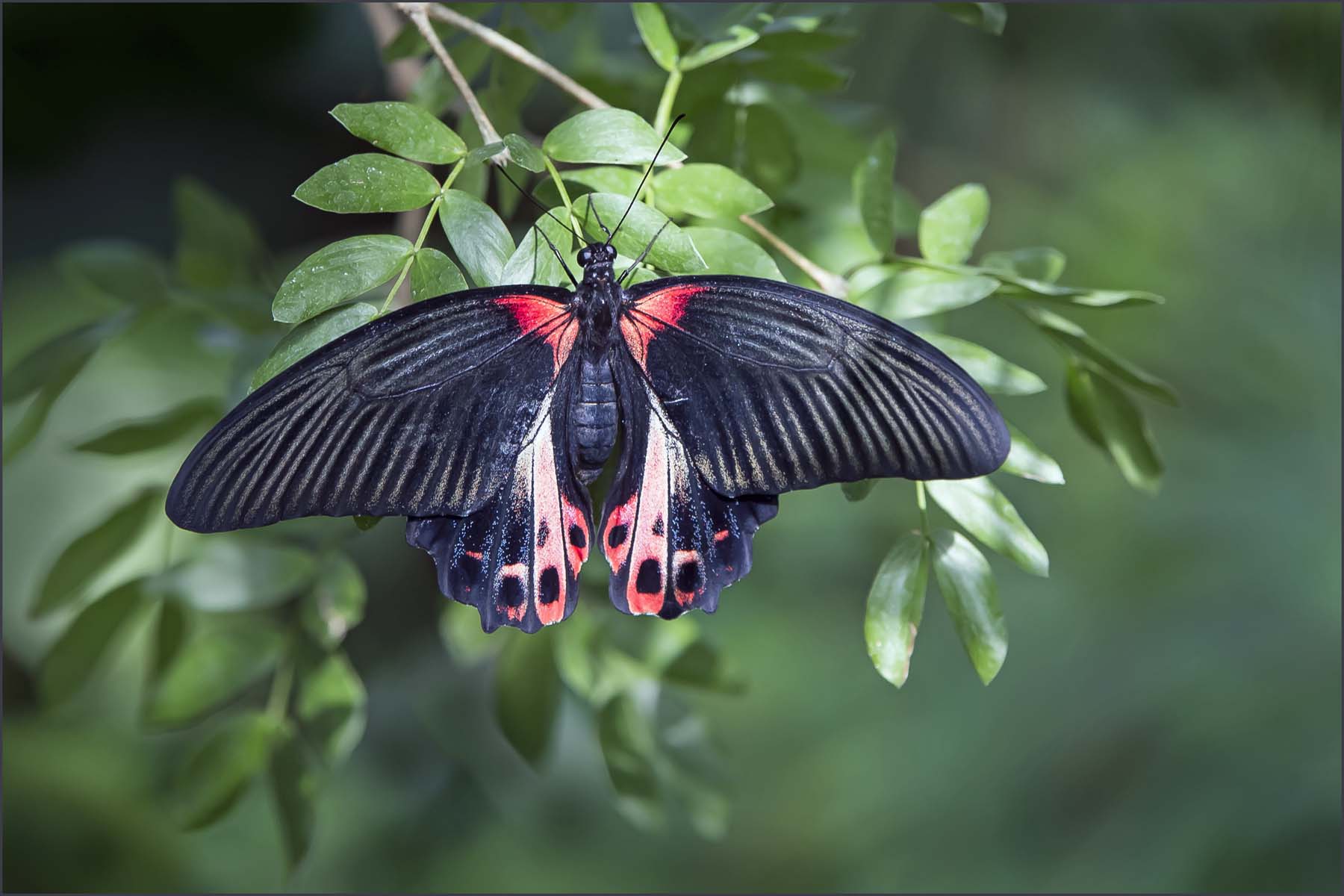 Chi può chiamare questo farfalla?