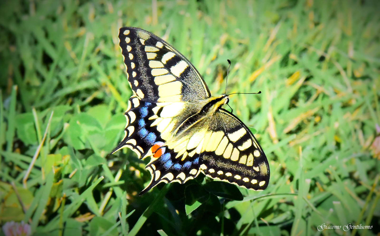 papillo machaon