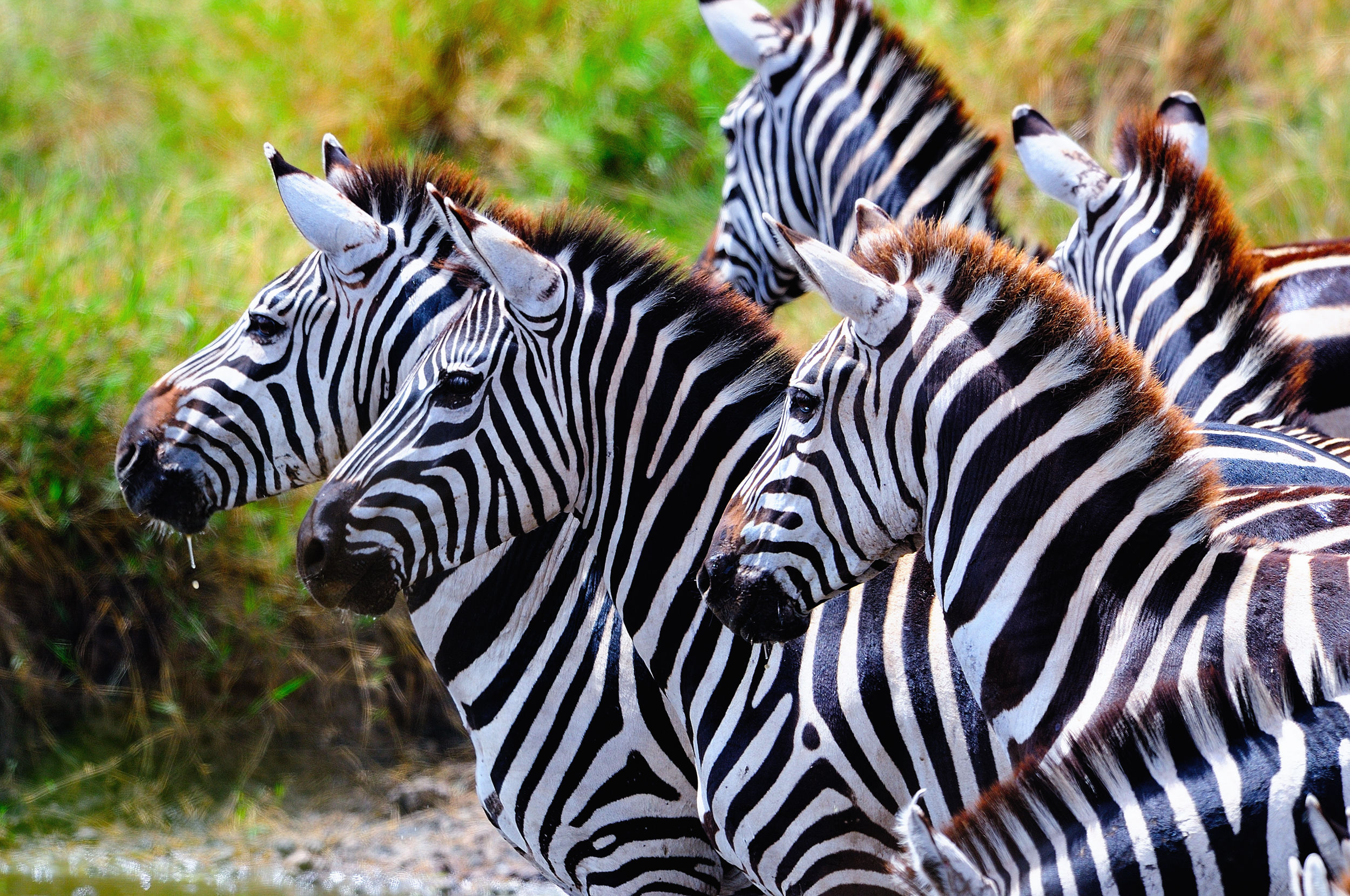 zebre
