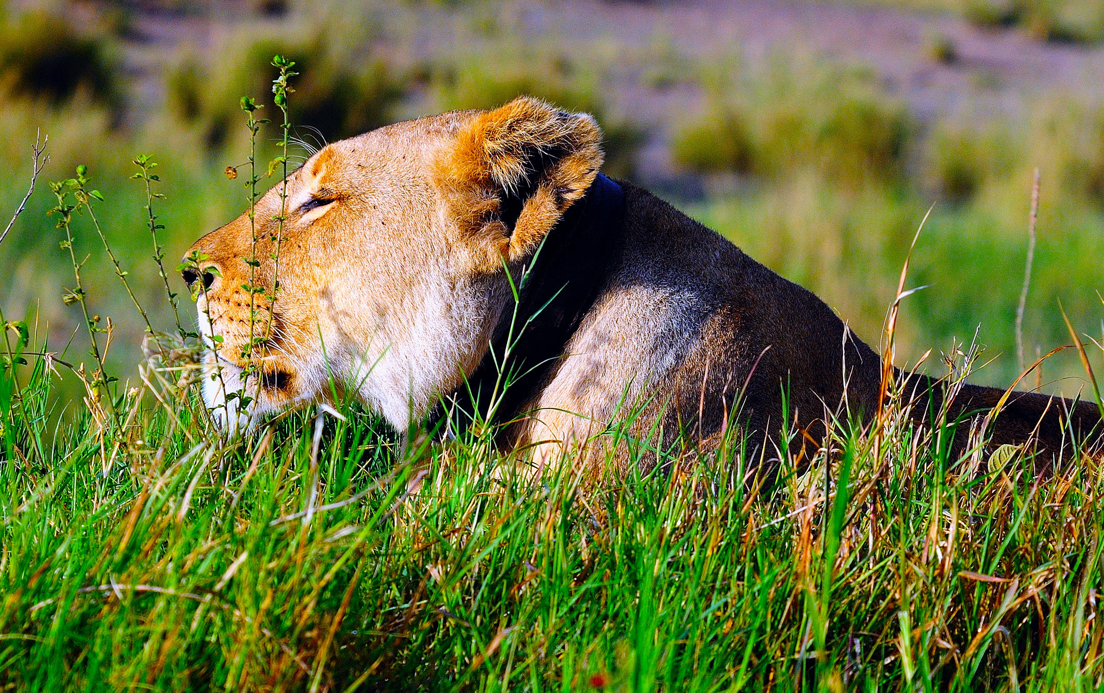 leonessa con collare