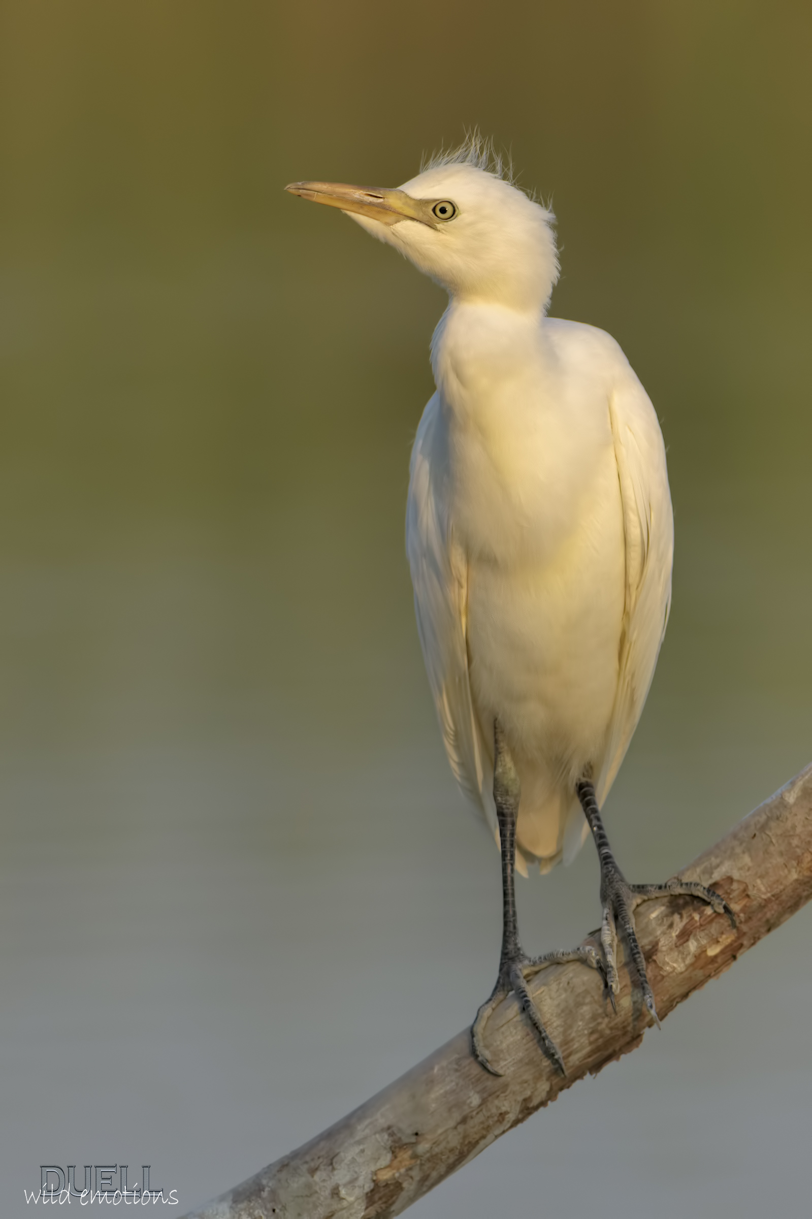 young egret at sunset